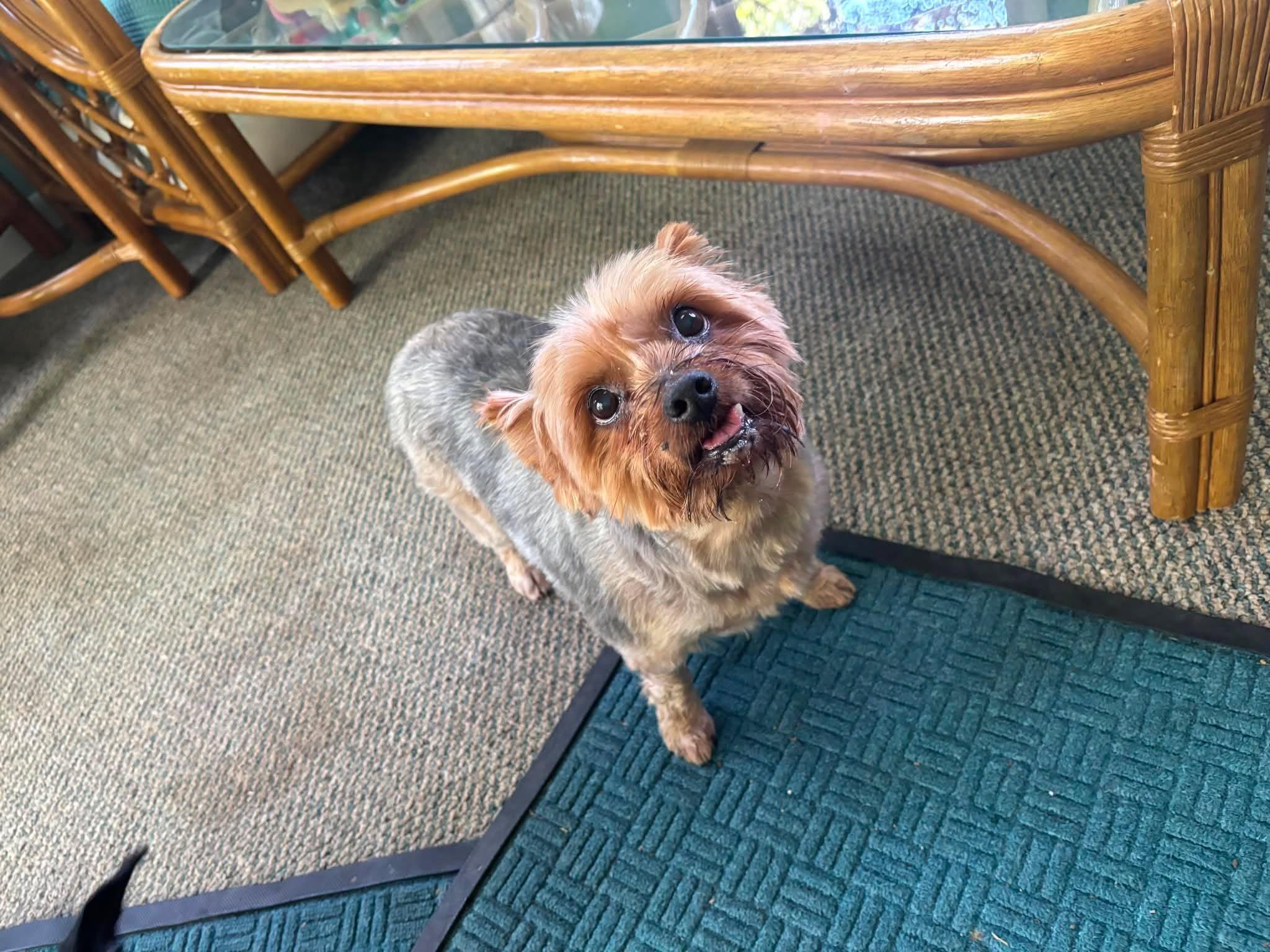 Enlarge Pippen, a ADOPTABLE Yorkshire Terrier in Whitewater, WI image 2/6