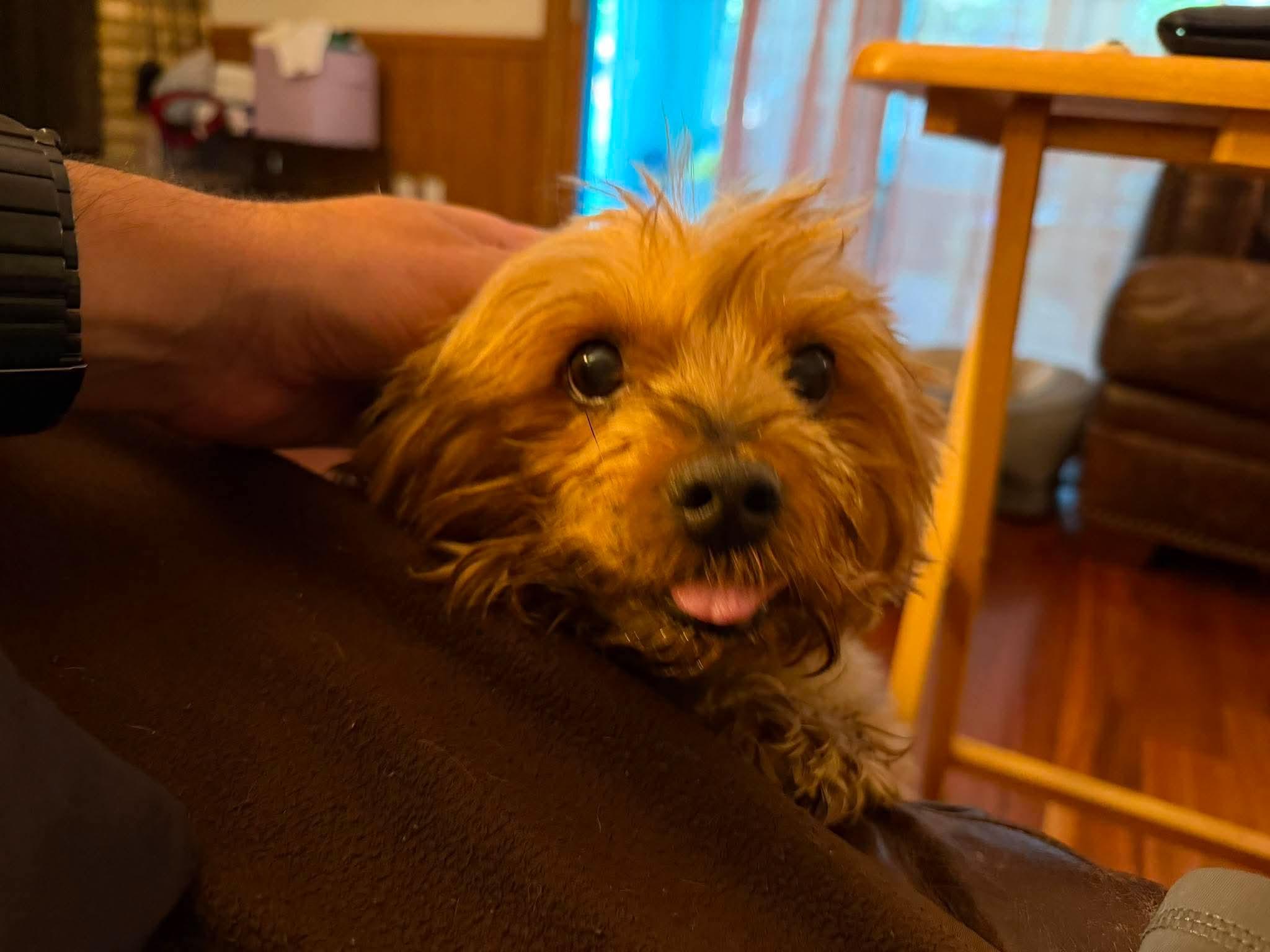 Enlarge Pippen, a ADOPTABLE Yorkshire Terrier in Whitewater, WI image 4/5