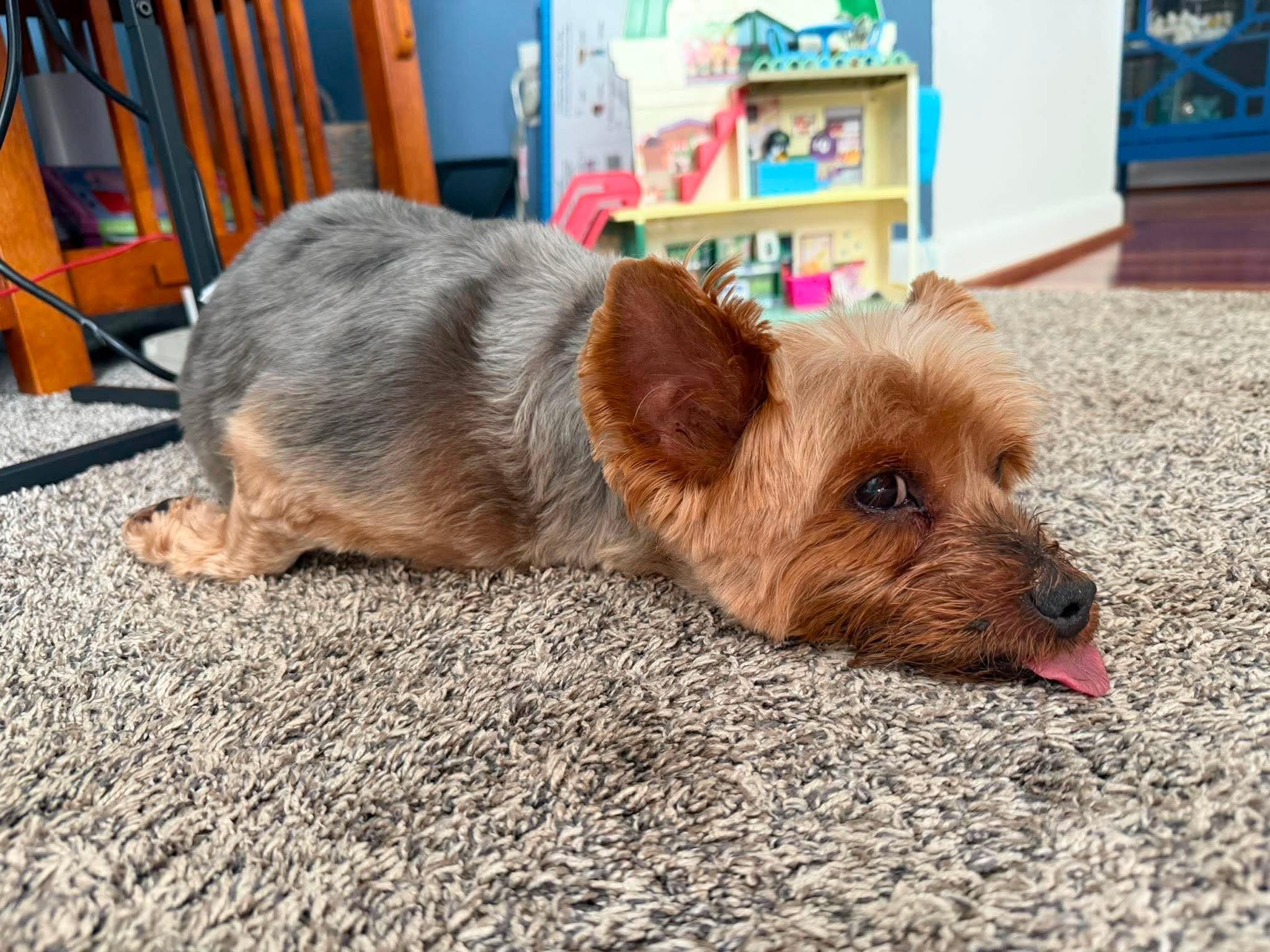 Enlarge Pippen, a ADOPTABLE Yorkshire Terrier in Whitewater, WI image 3/6