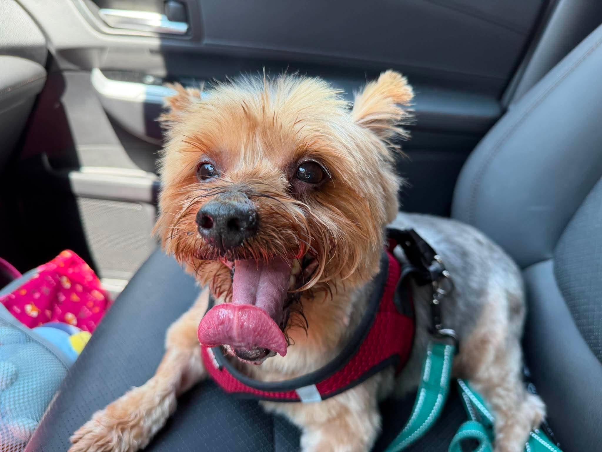 Enlarge Pippen, a ADOPTABLE Yorkshire Terrier in Whitewater, WI image 4/6