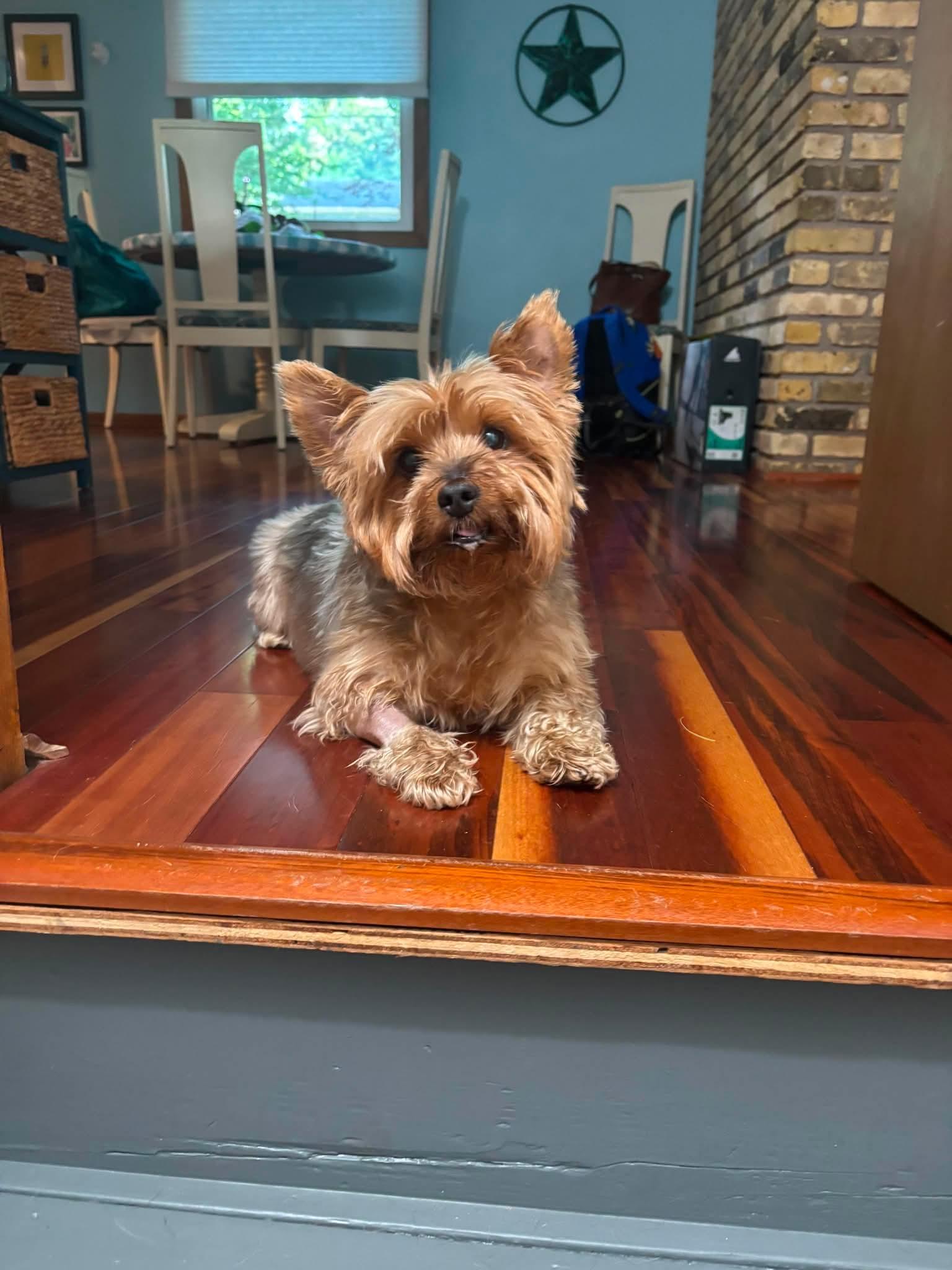 Enlarge Pippen, a ADOPTABLE Yorkshire Terrier in Whitewater, WI image 3/5