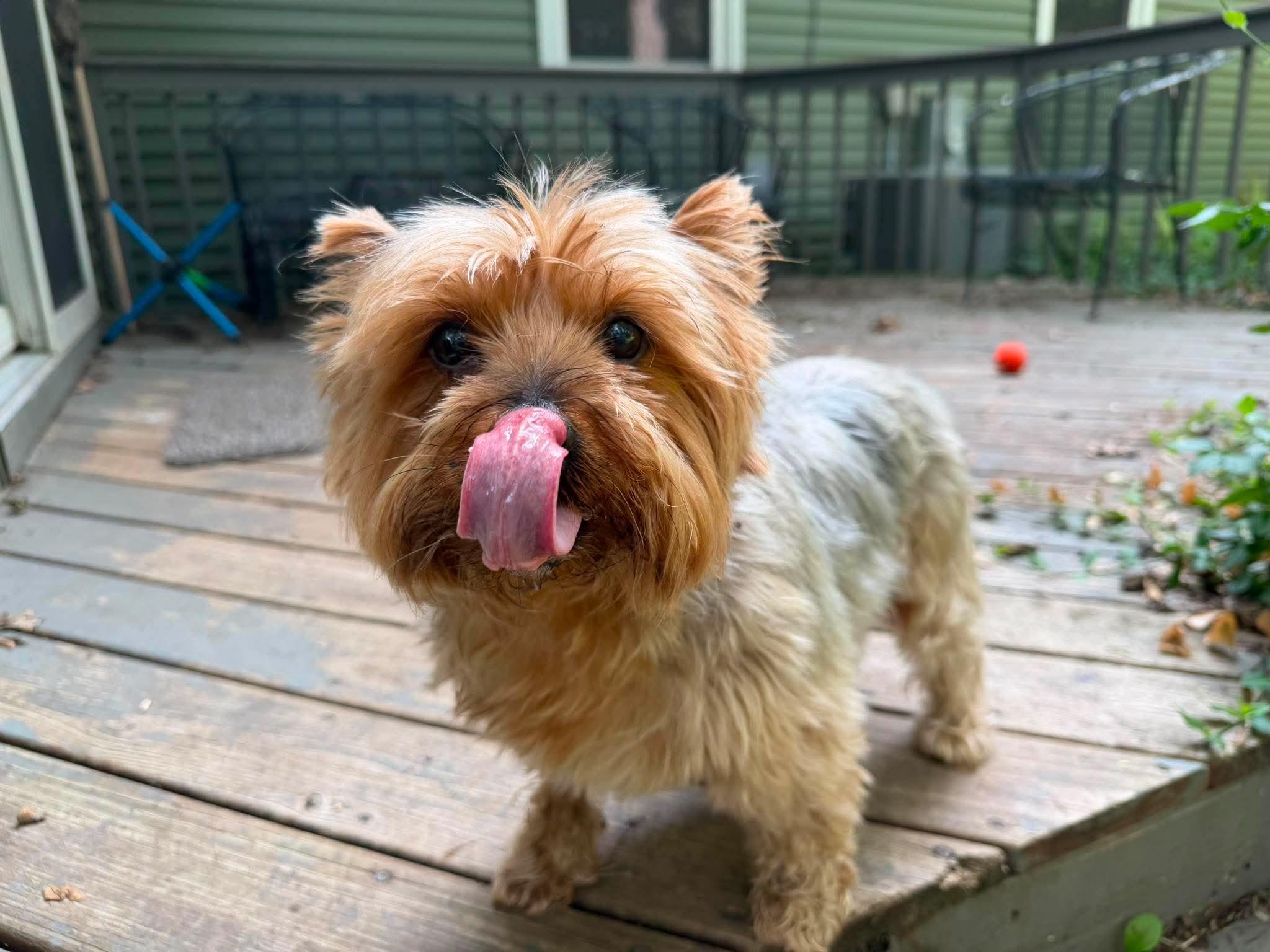 Enlarge Pippen, a ADOPTABLE Yorkshire Terrier in Whitewater, WI image 1/5