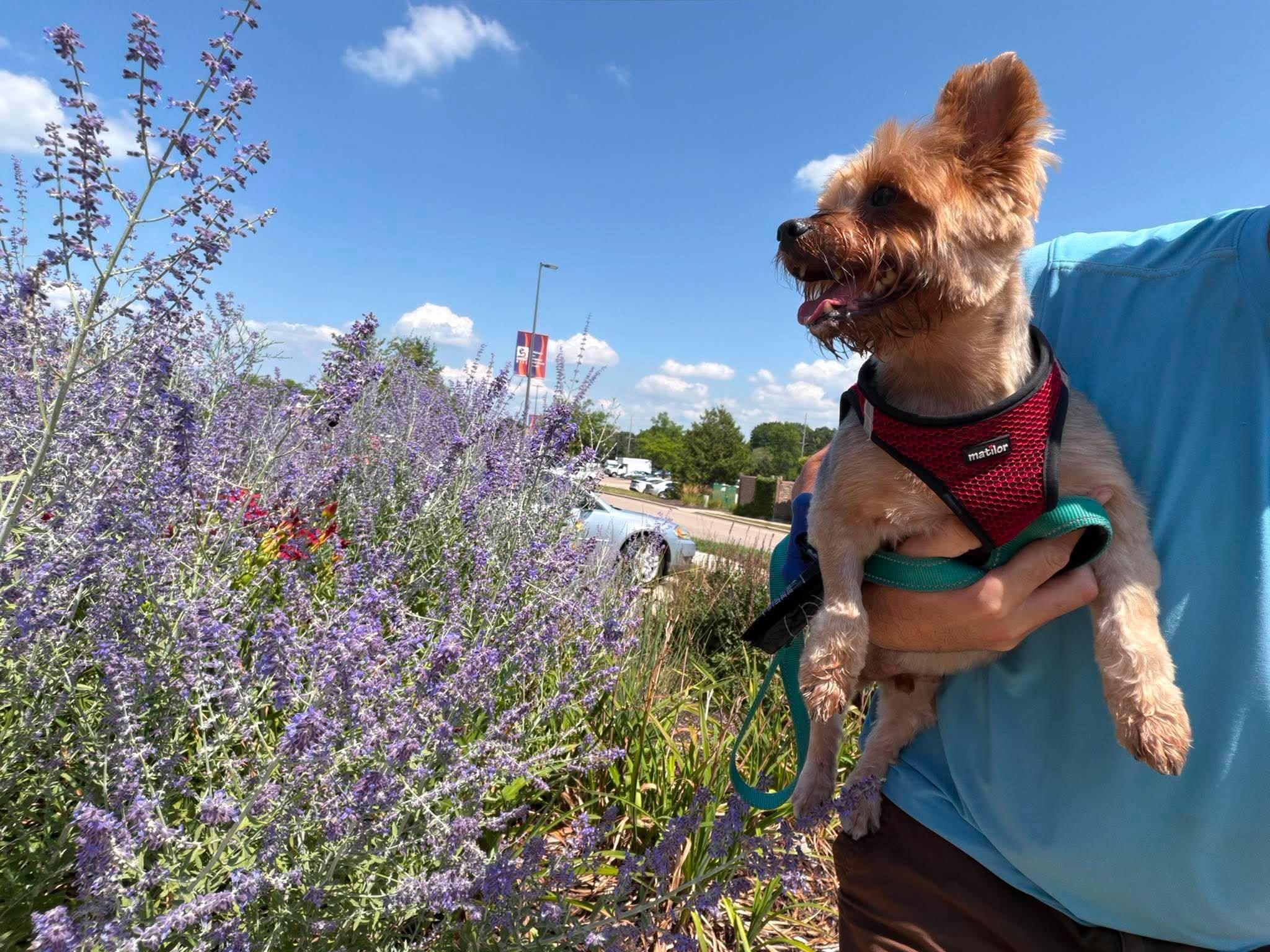 Pippen, ADOPTABLE, Senior Male Yorkshire Terrier.