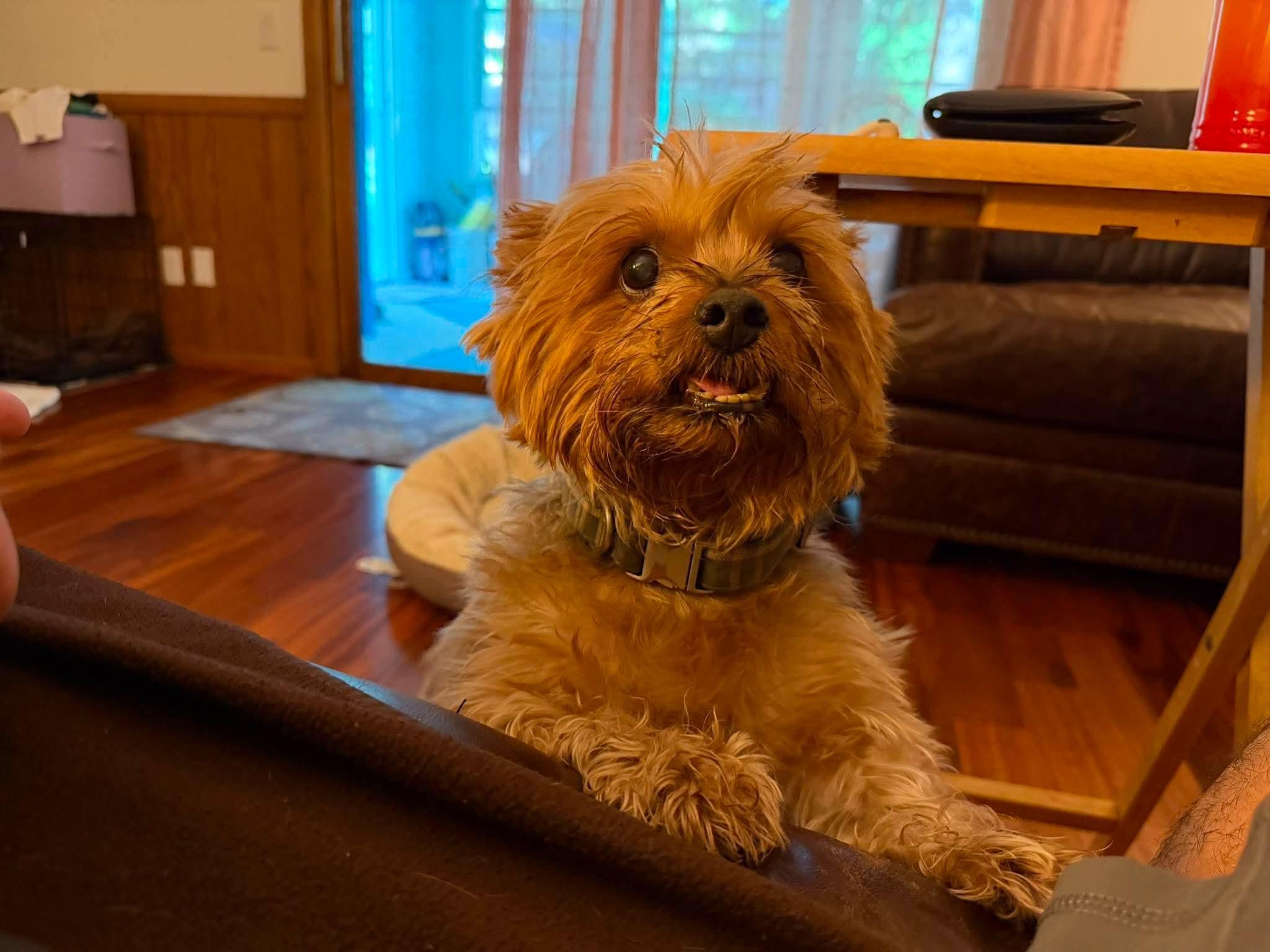 Enlarge Pippen, a ADOPTABLE Yorkshire Terrier in Whitewater, WI image 2/5