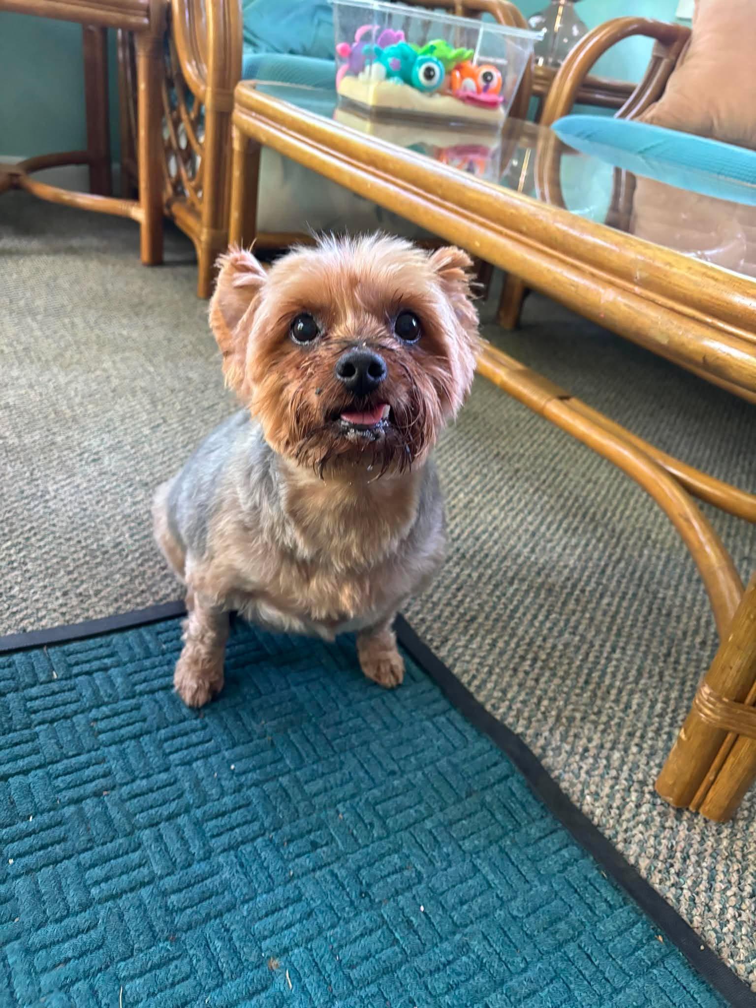 Enlarge Pippen, a ADOPTABLE Yorkshire Terrier in Whitewater, WI image 6/6
