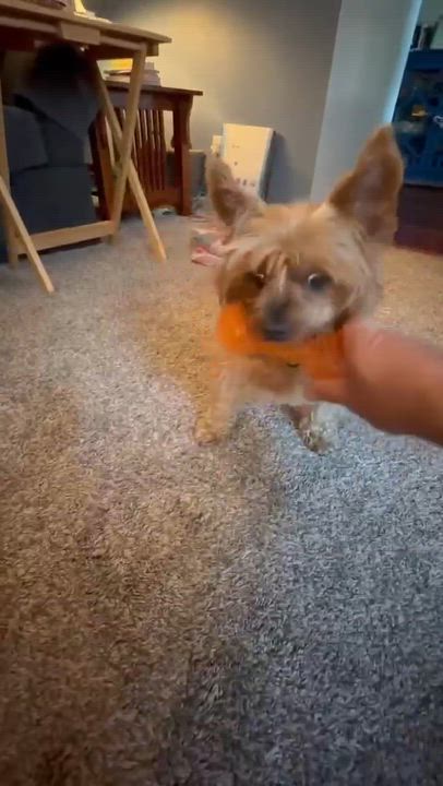 Enlarge Pippen, a ADOPTABLE Yorkshire Terrier in Whitewater, WI video 5/5