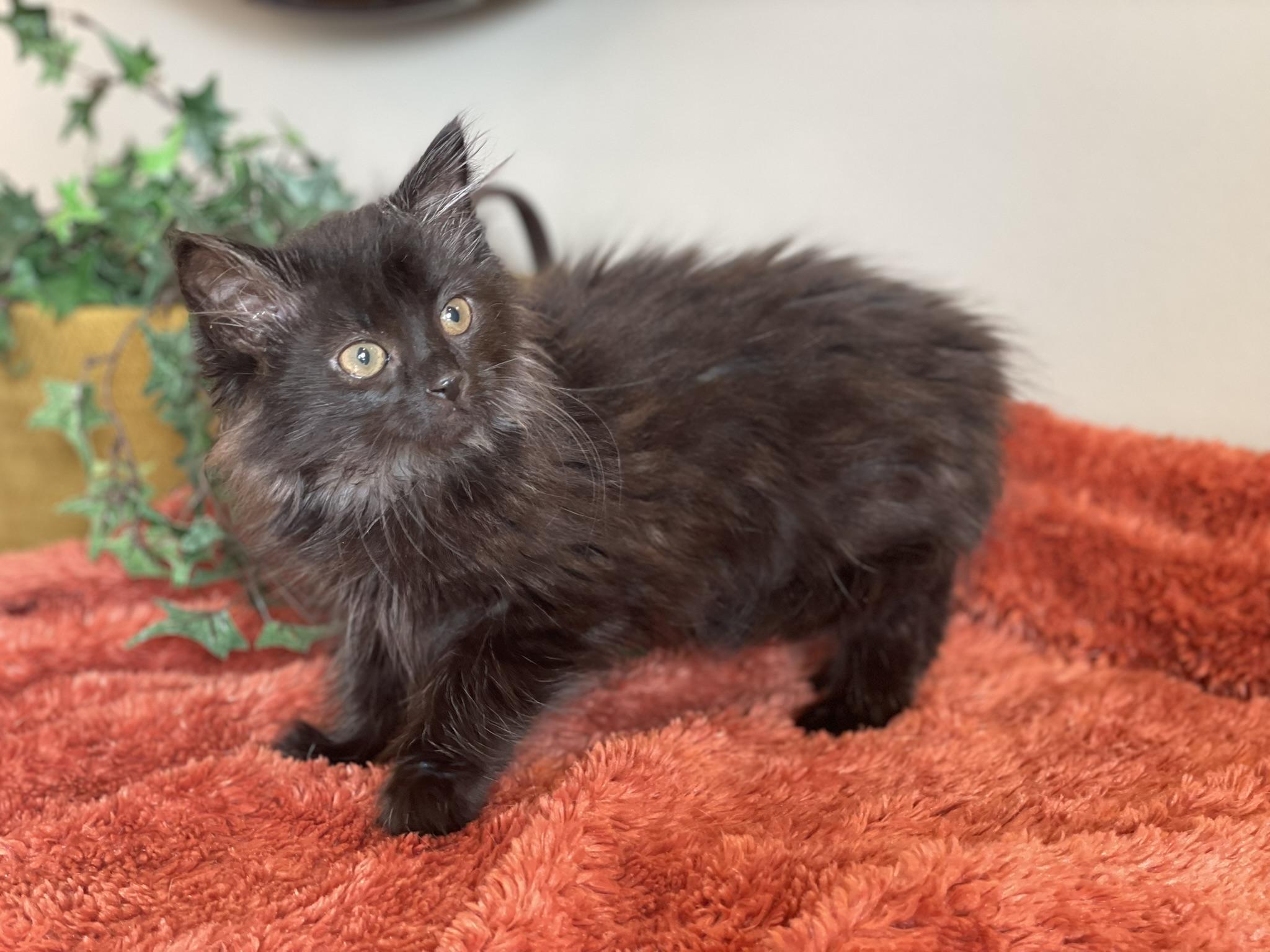 Enlarge Rosie - ADOPTION PENDING, an adopted Domestic Long Hair in Taylor, MI image 4/6