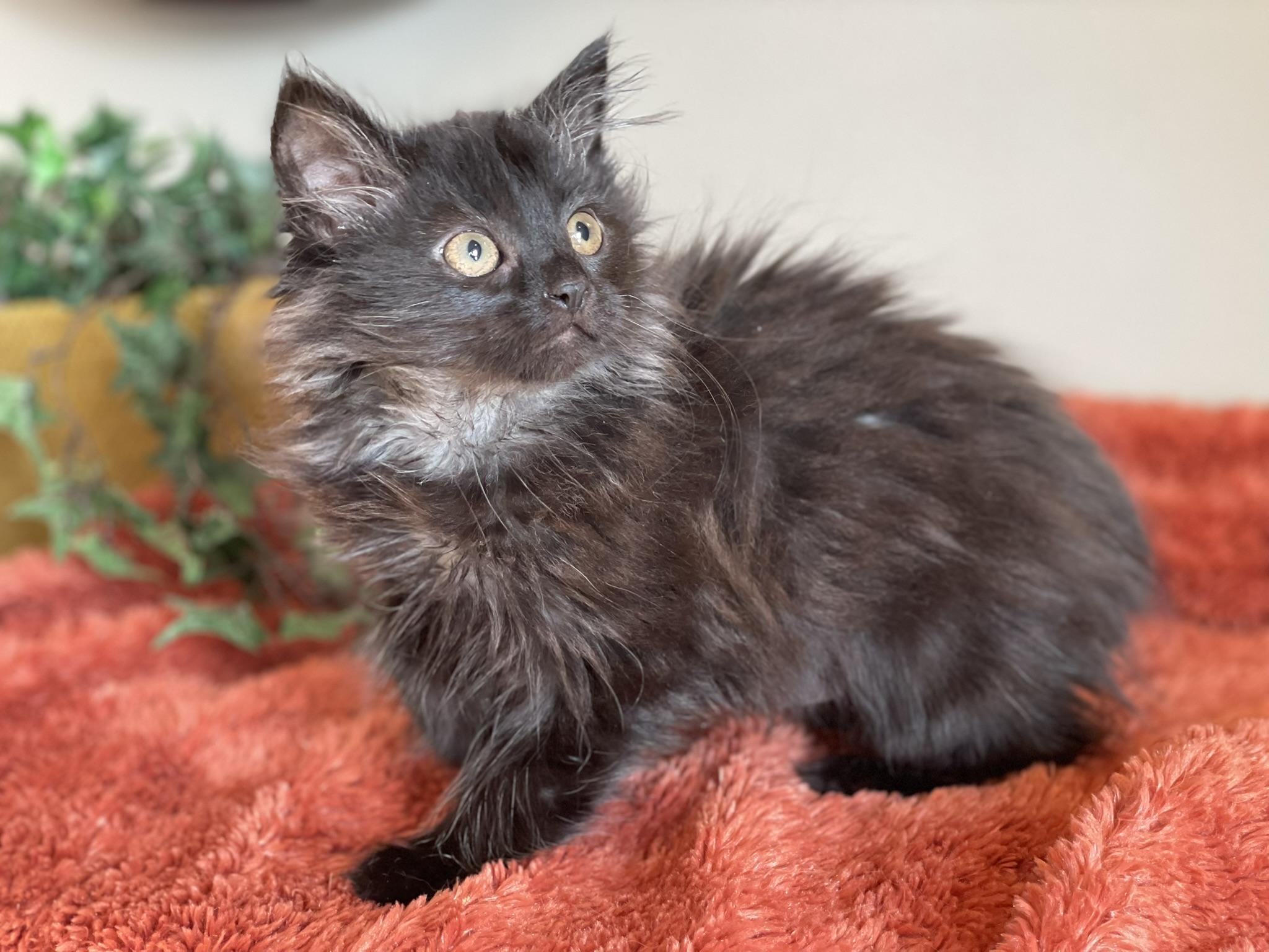 Enlarge Rosie - ADOPTION PENDING, an adopted Domestic Long Hair in Taylor, MI image 5/6