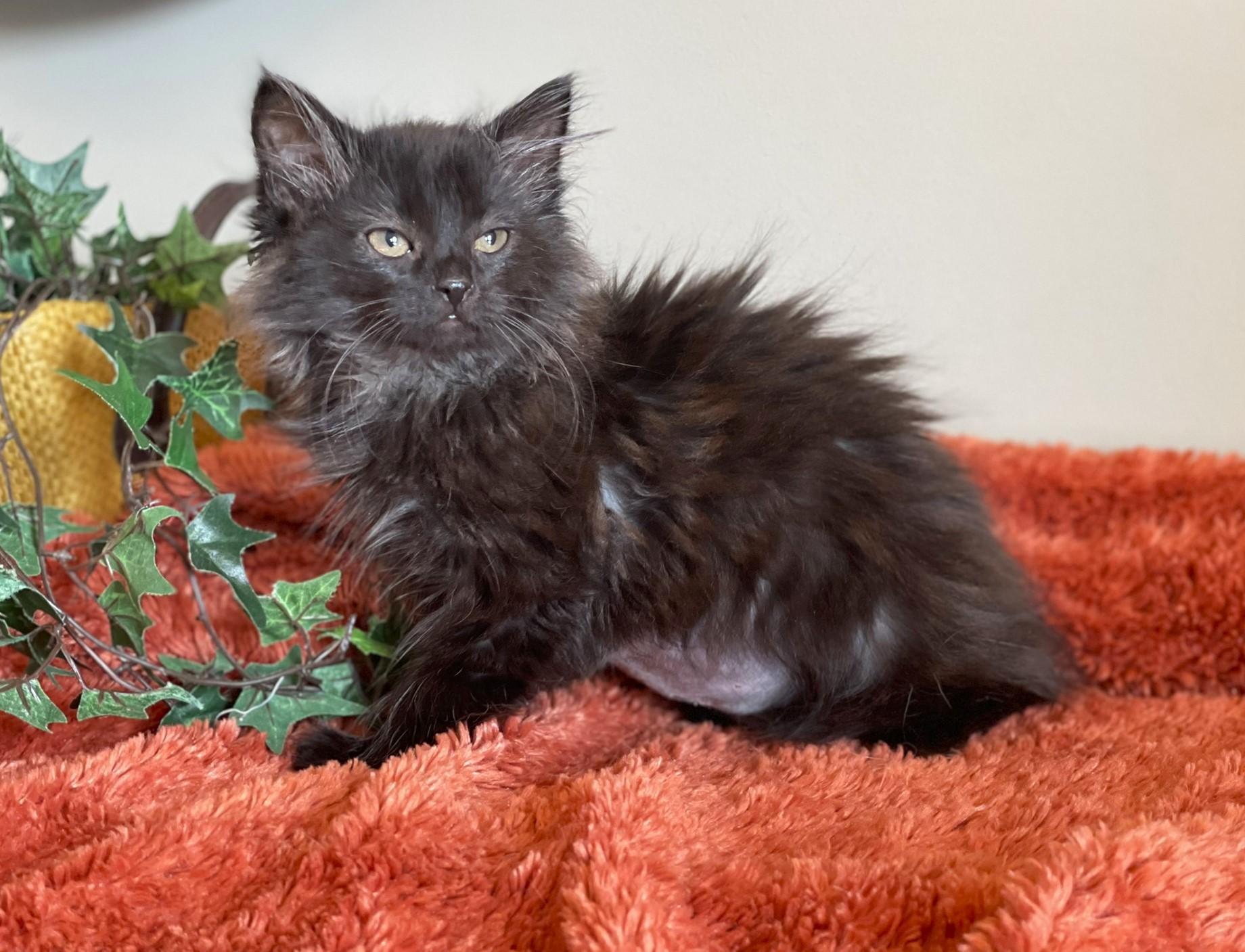 Enlarge Rosie - ADOPTION PENDING, an adopted Domestic Long Hair in Taylor, MI image 3/6