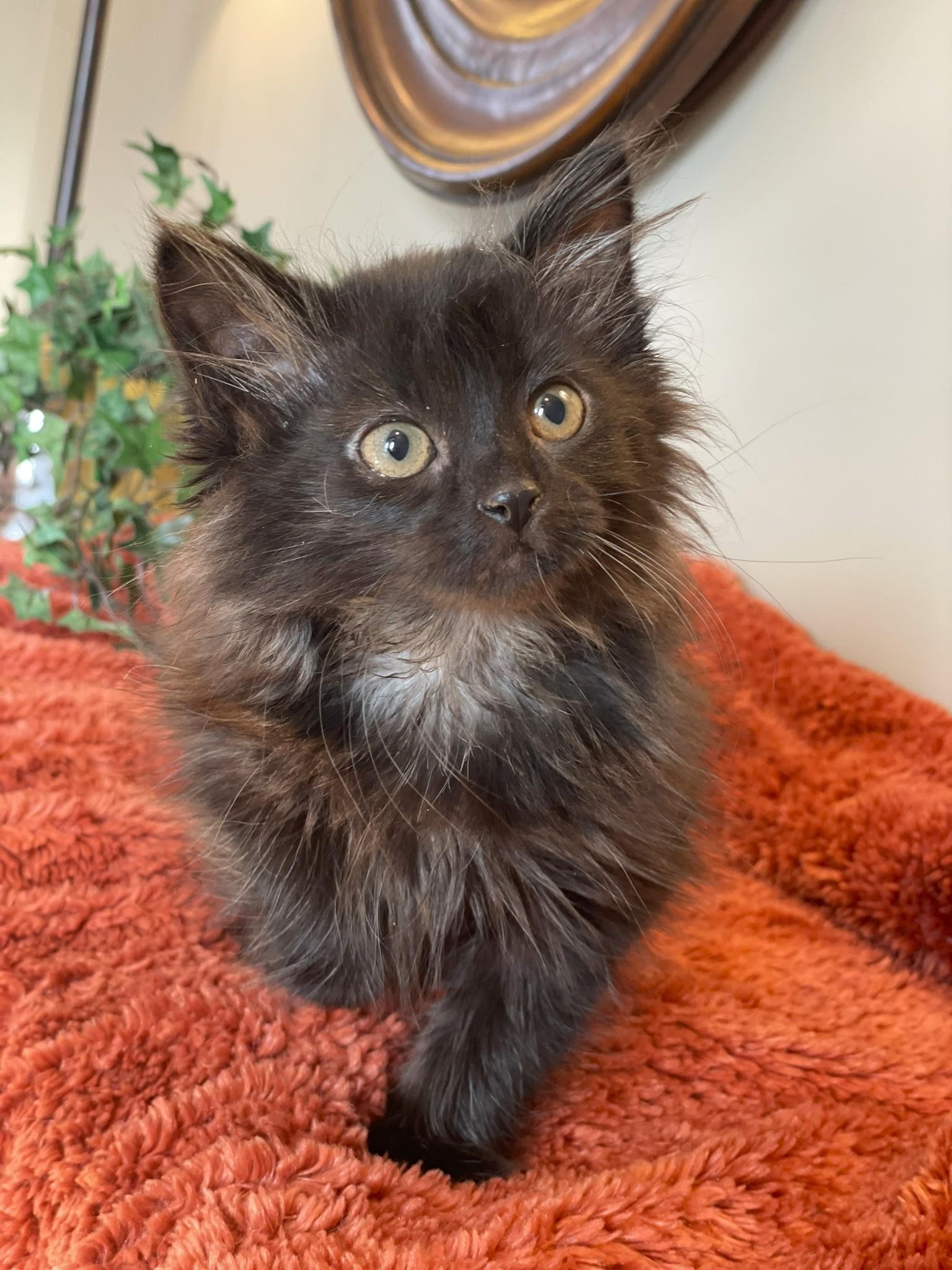 Enlarge Rosie - ADOPTION PENDING, an adopted Domestic Long Hair in Taylor, MI image 1/6