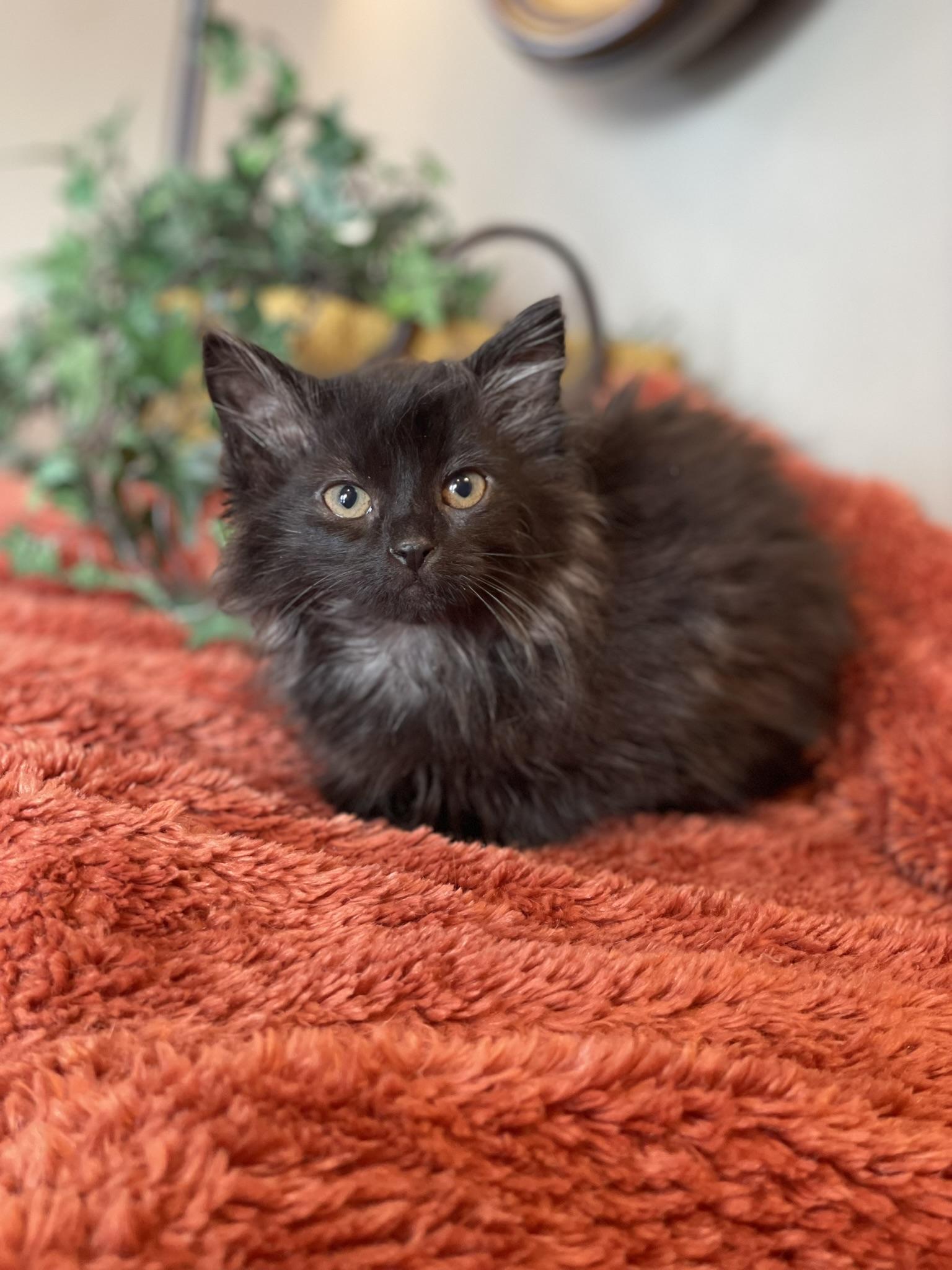 Enlarge Rosie - ADOPTION PENDING, an adopted Domestic Long Hair in Taylor, MI image 2/6