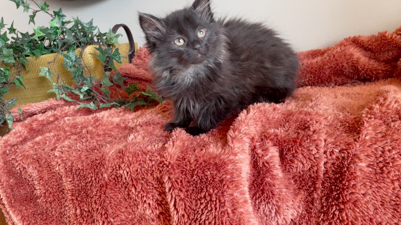 Enlarge Rosie - ADOPTION PENDING, an adopted Domestic Long Hair in Taylor, MI video 6/6