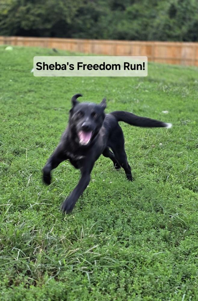 Enlarge Sheba Rhea, a Adoptable mixed breed in Aurora, IN image 1/2