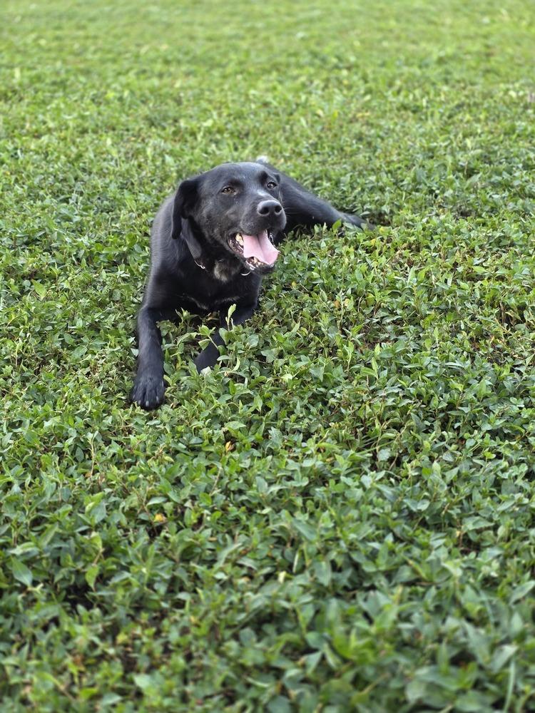 Enlarge Sheba Rhea, a Adoptable mixed breed in Aurora, IN image 2/2