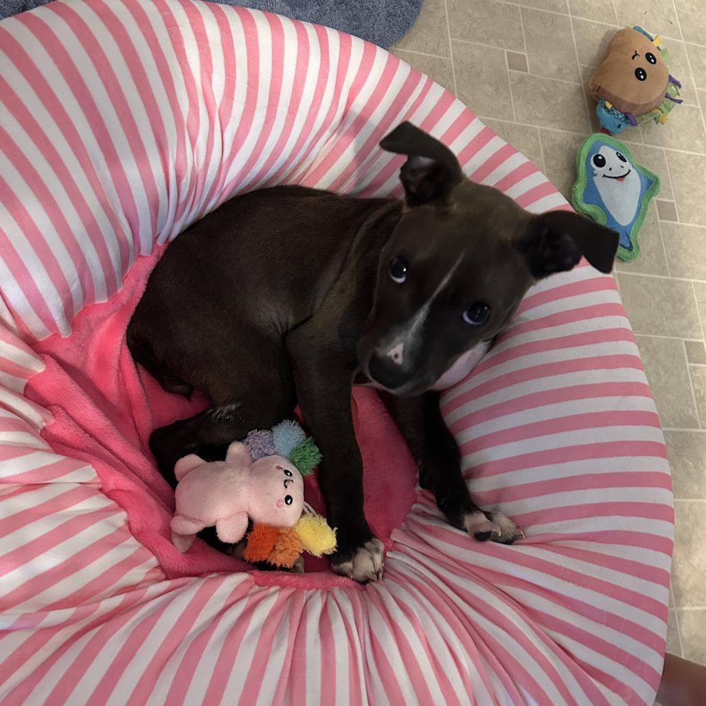 Spirit, Adoptable, Young Female Pit Bull Terrier.