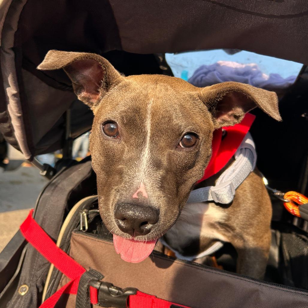 Spirit, a Adoptable mixed breed in Madison, WI image 2/6