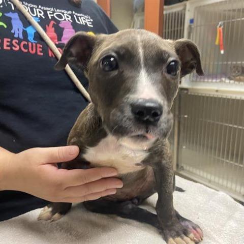 Spirit, a Adoptable mixed breed in Madison, WI image 3/6