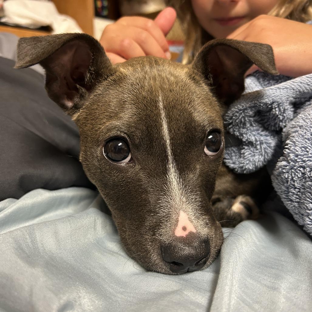 Spirit, a Adoptable mixed breed in Madison, WI image 4/6