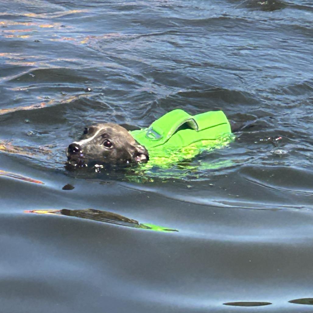 Spirit, a Adoptable mixed breed in Madison, WI image 5/6