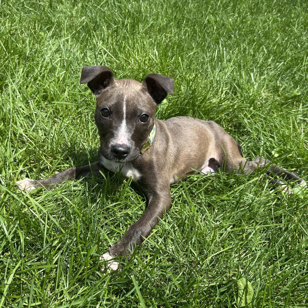 Spirit, a Adoptable mixed breed in Madison, WI image 6/6