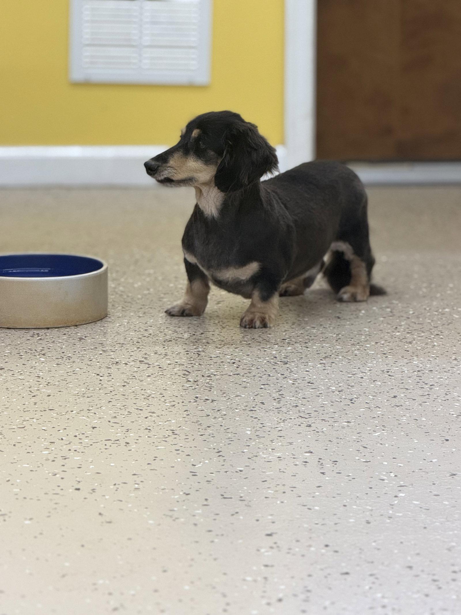 Romeo, Adoptable, Senior Male Dachshund.