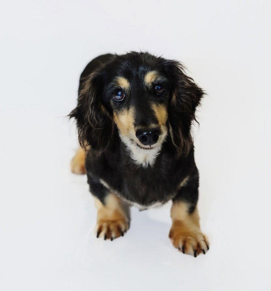 Enlarge Romeo, a Adoptable Dachshund in York, SC image 2/3
