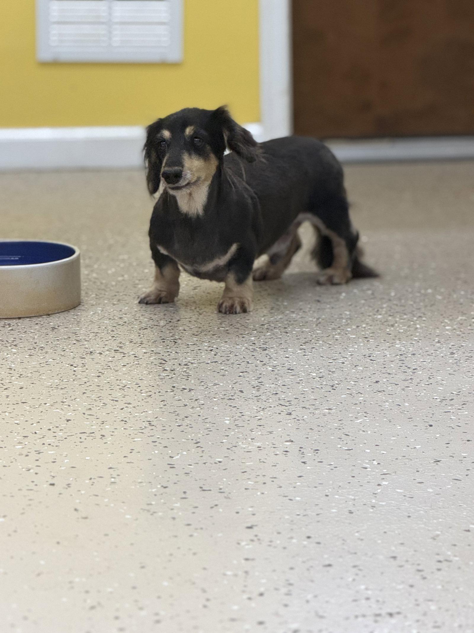 Enlarge Romeo, a Adoptable Dachshund in York, SC image 3/3