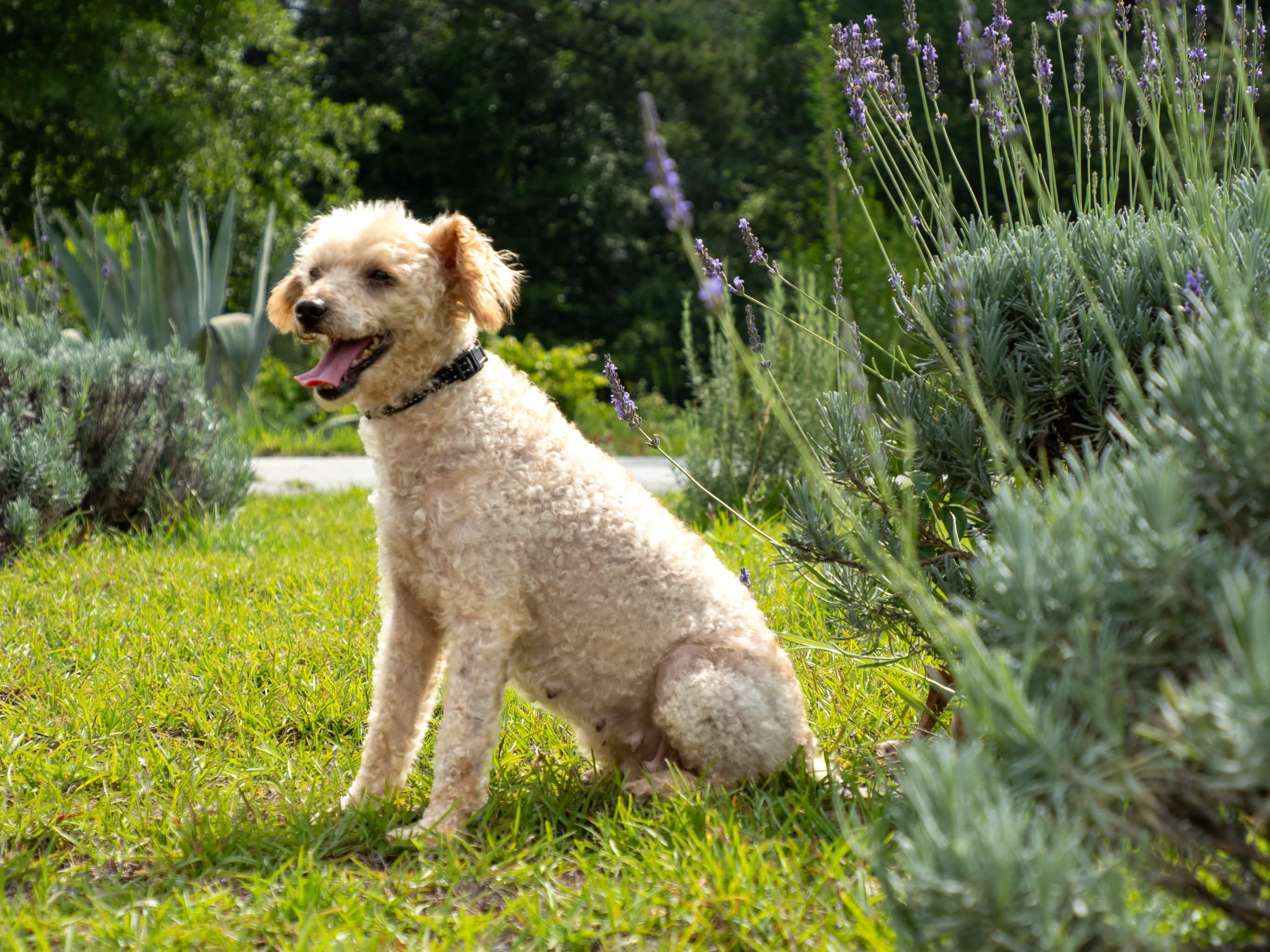 Linzie, a ADOPTABLE Poodle in Aiken, SC image 3/4