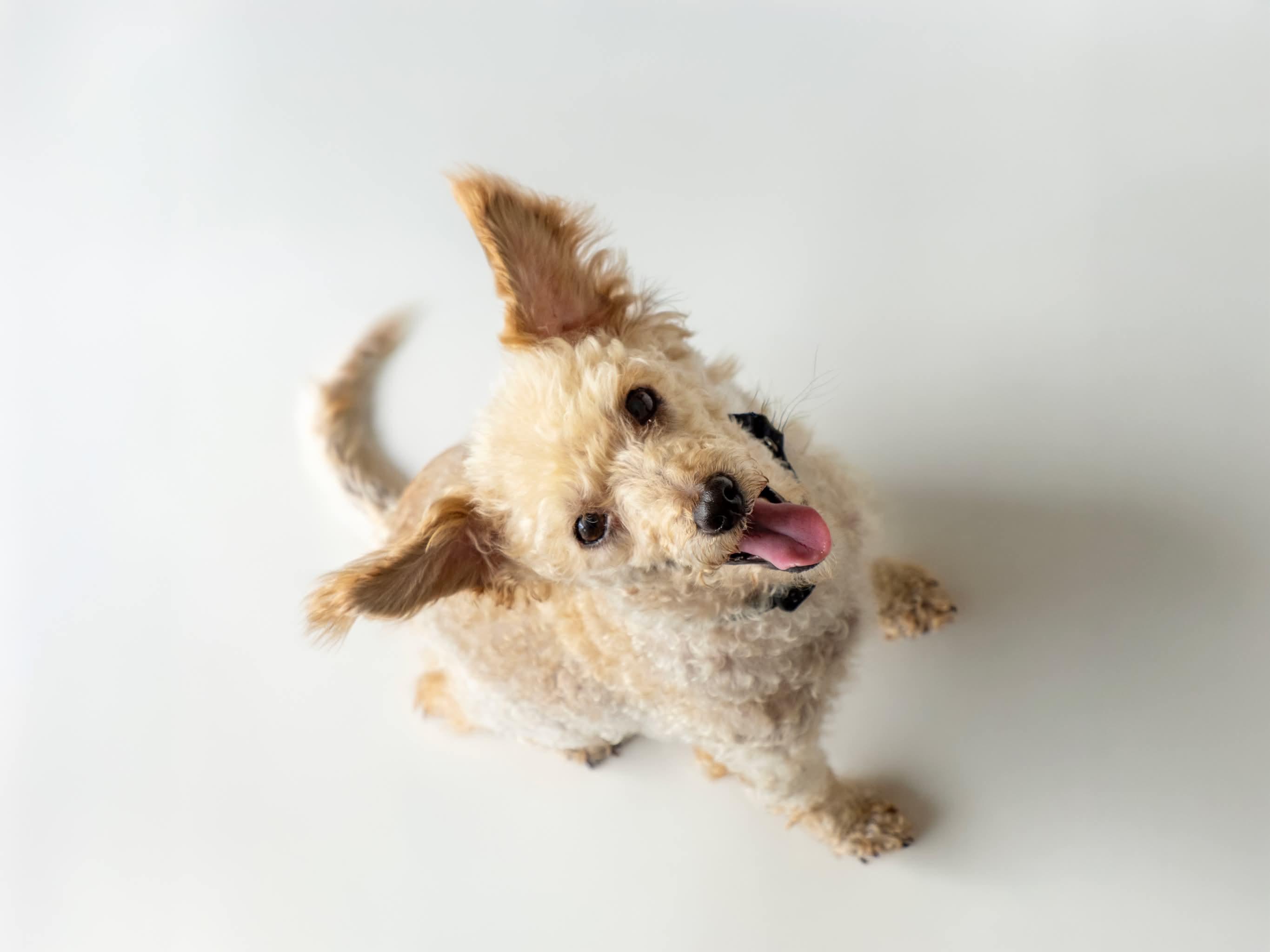 Linzie, a ADOPTABLE Poodle in Aiken, SC image 2/4