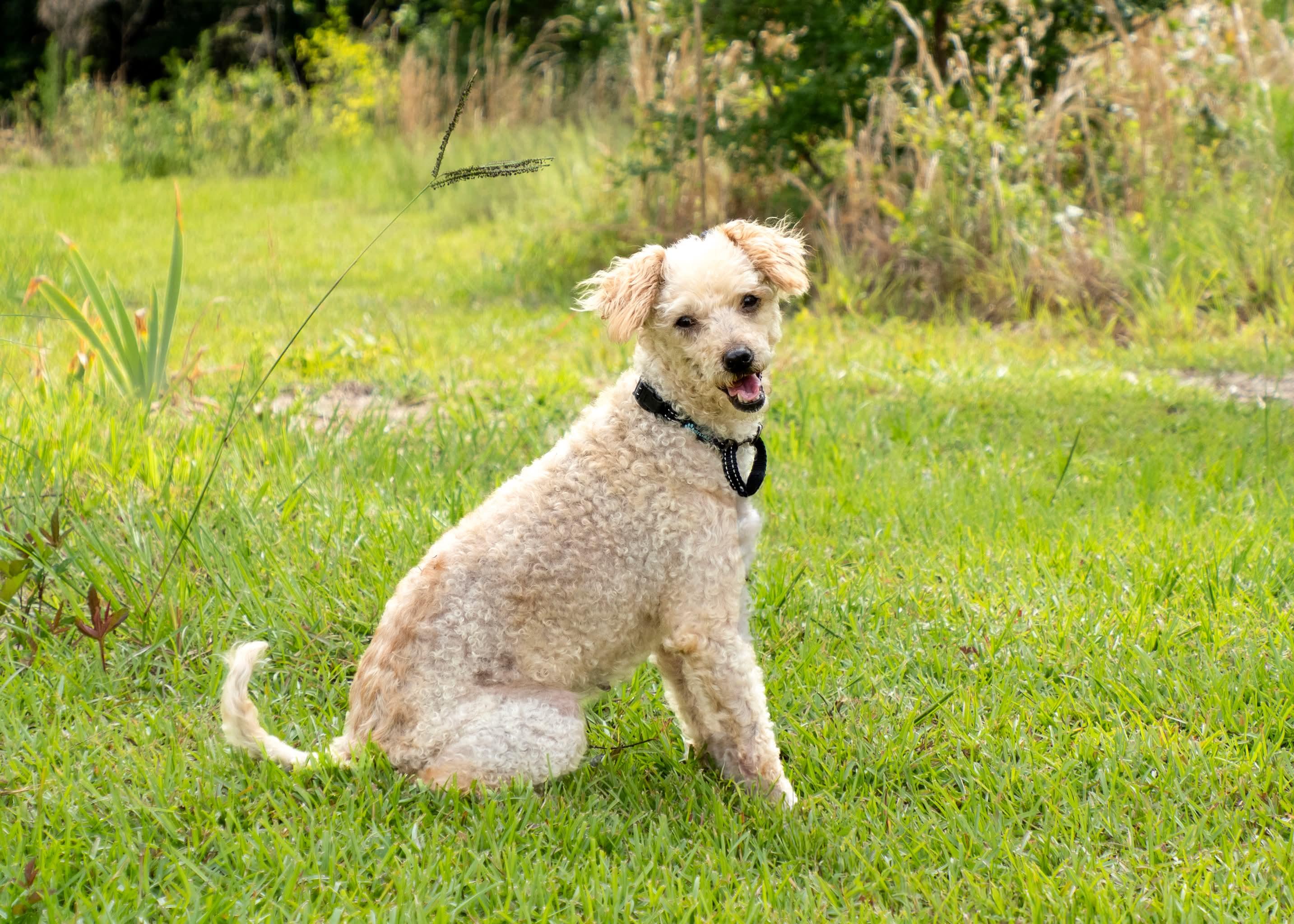 Linzie, ADOPTABLE, Adult Female Poodle.