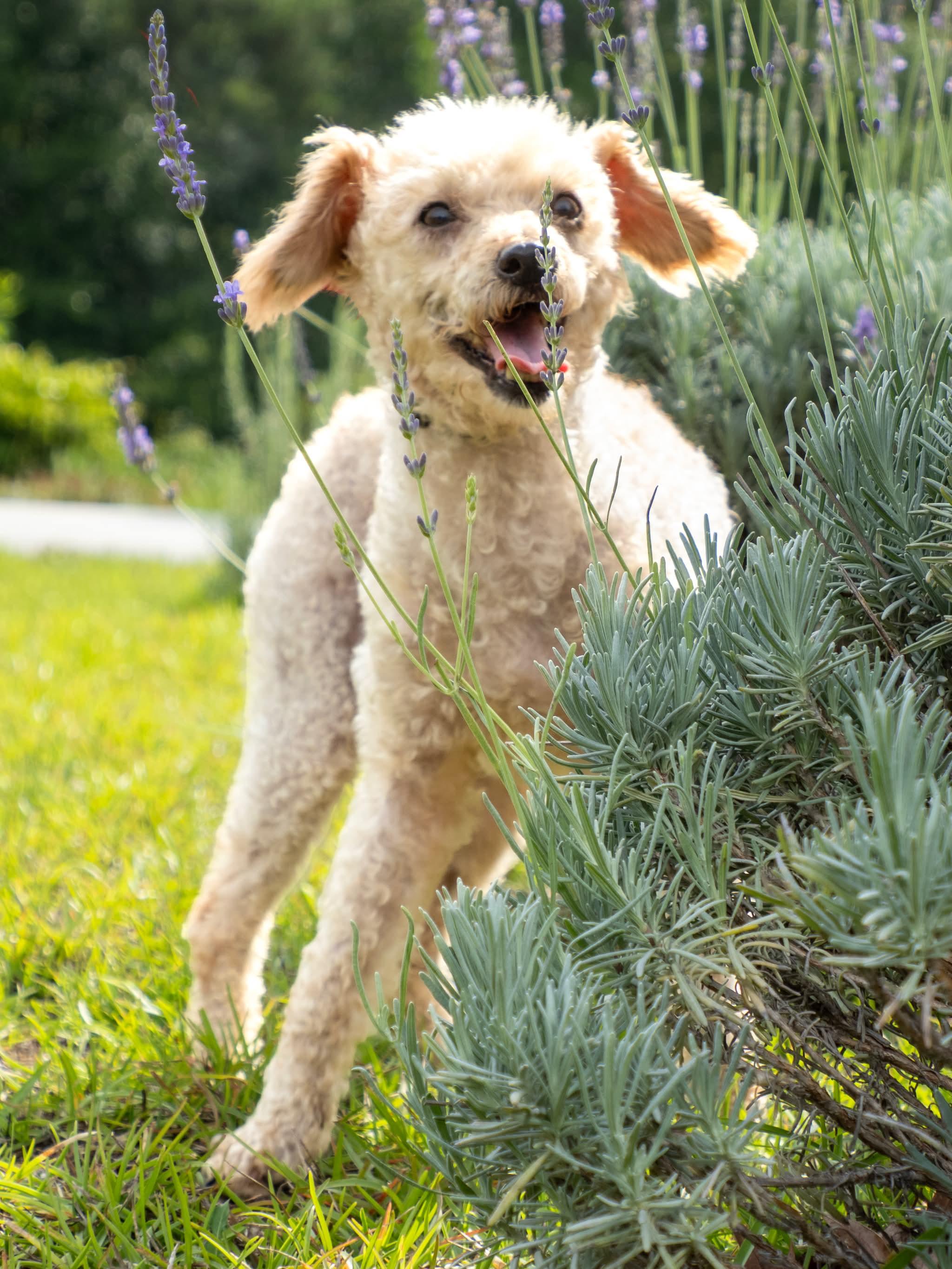 Linzie, a ADOPTABLE Poodle in Aiken, SC image 4/4