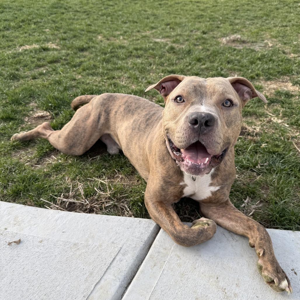 Rio, Adoptable, Young Male Mixed Breed.