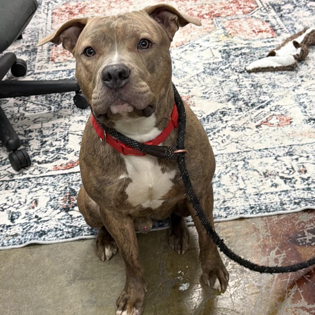 Enlarge Rio, a Adoptable Mixed Breed in Springboro, OH image 1/3