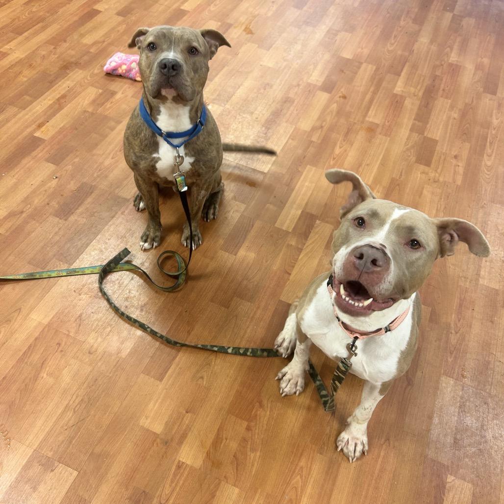 Enlarge Rio, a Adoptable Mixed Breed in Springboro, OH image 3/3