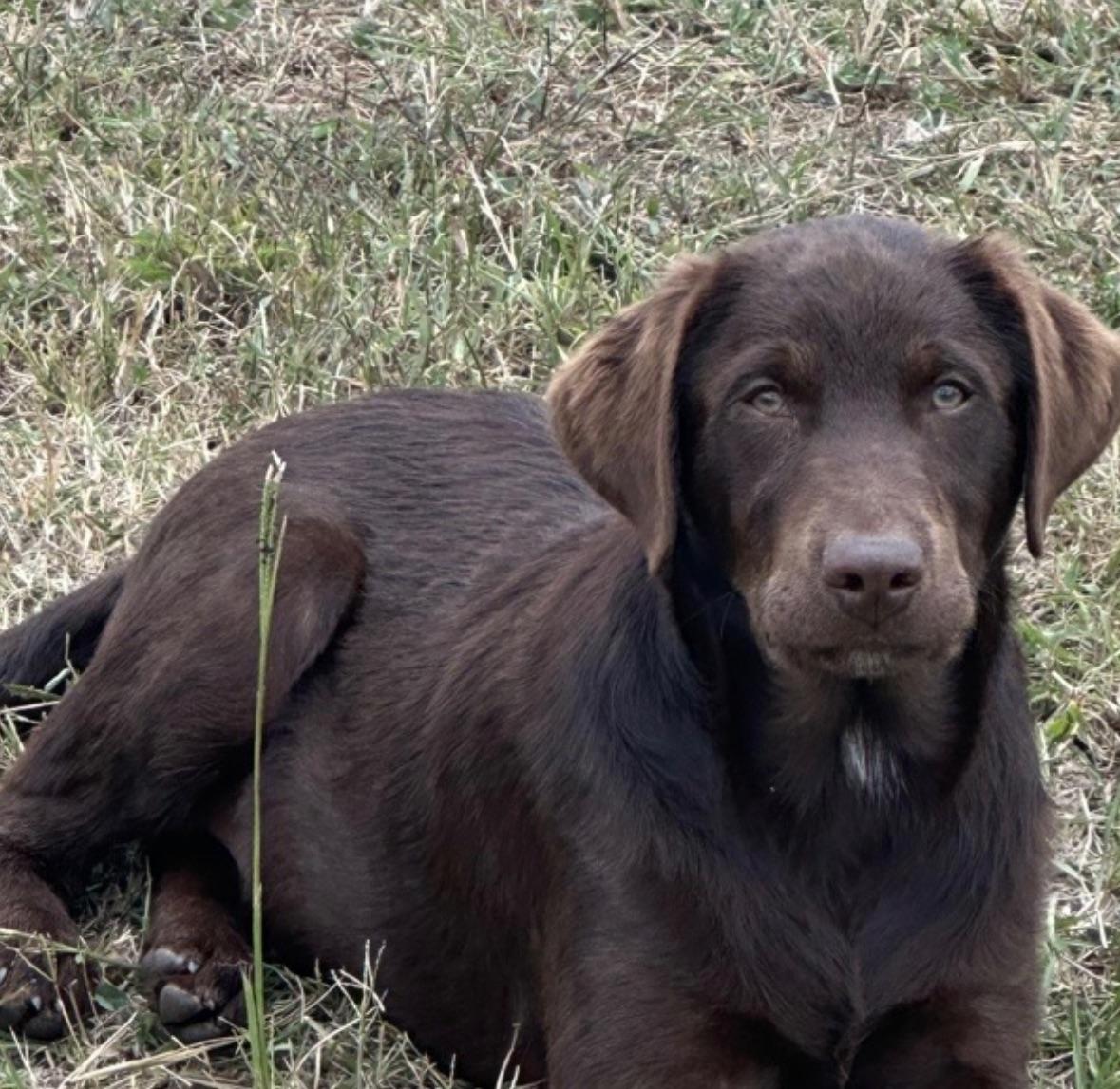 Enlarge Bear PENDING, a Adopted mixed breed in Chester, SC image 1/4