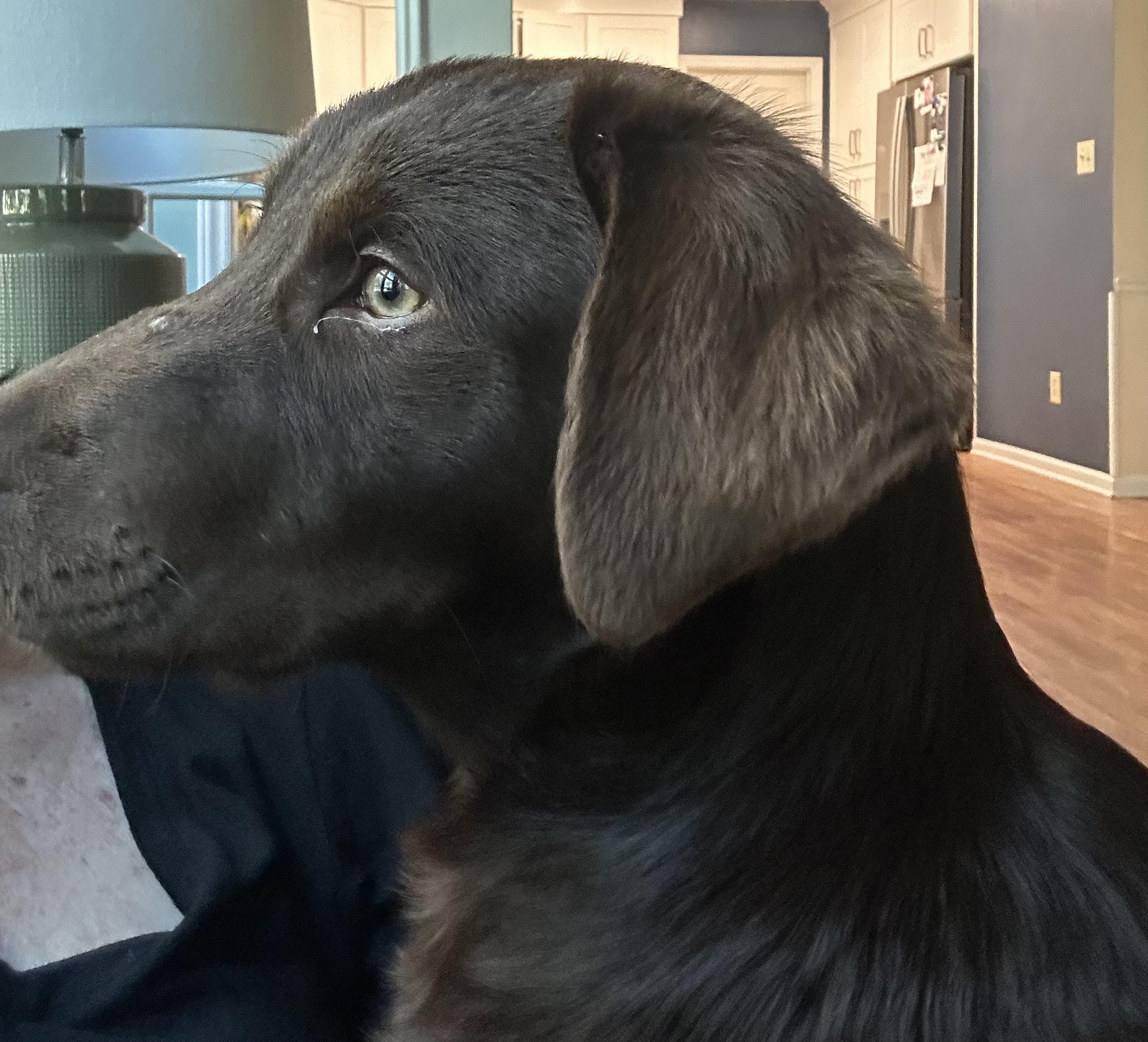 Enlarge Bear PENDING, a Adopted mixed breed in Chester, SC image 2/4