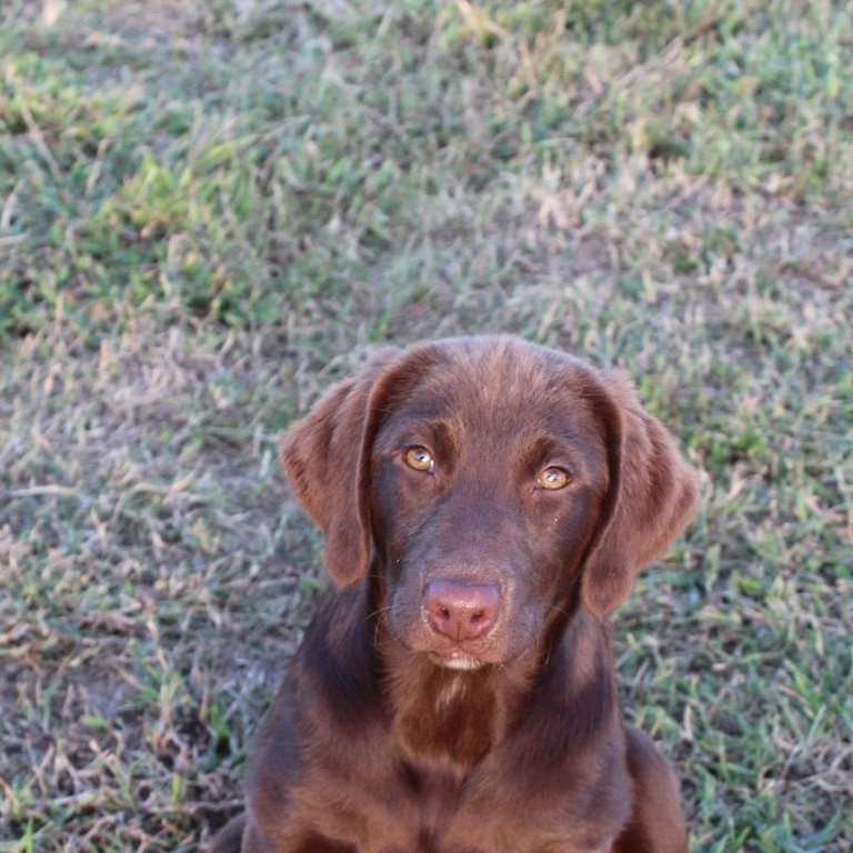 Enlarge Bear PENDING, a Adopted mixed breed in Chester, SC image 4/4