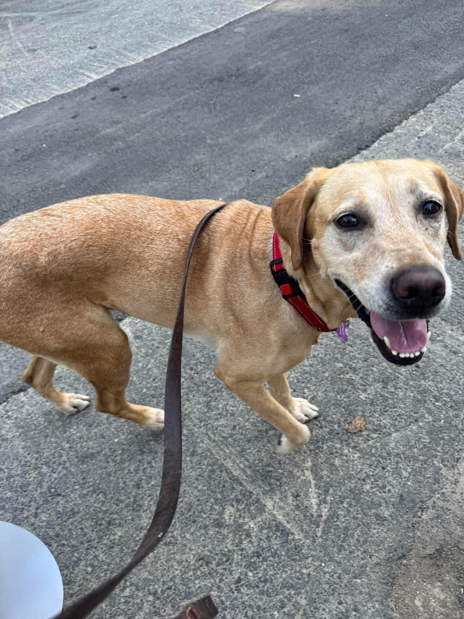 Daisy Mae, an adopted mixed breed in Austin, TX image 2/4