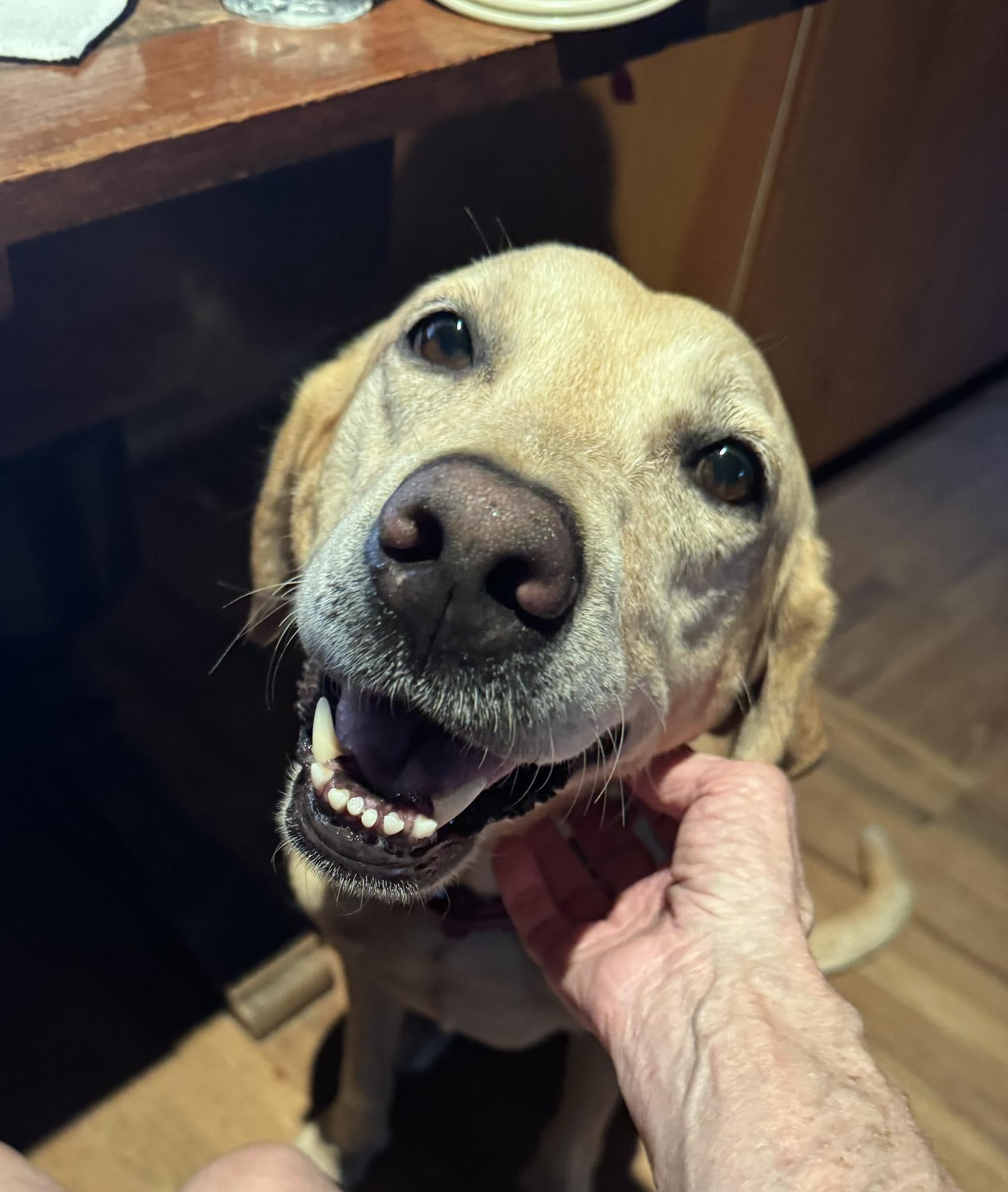 Daisy Mae, an adopted mixed breed in Austin, TX image 1/4