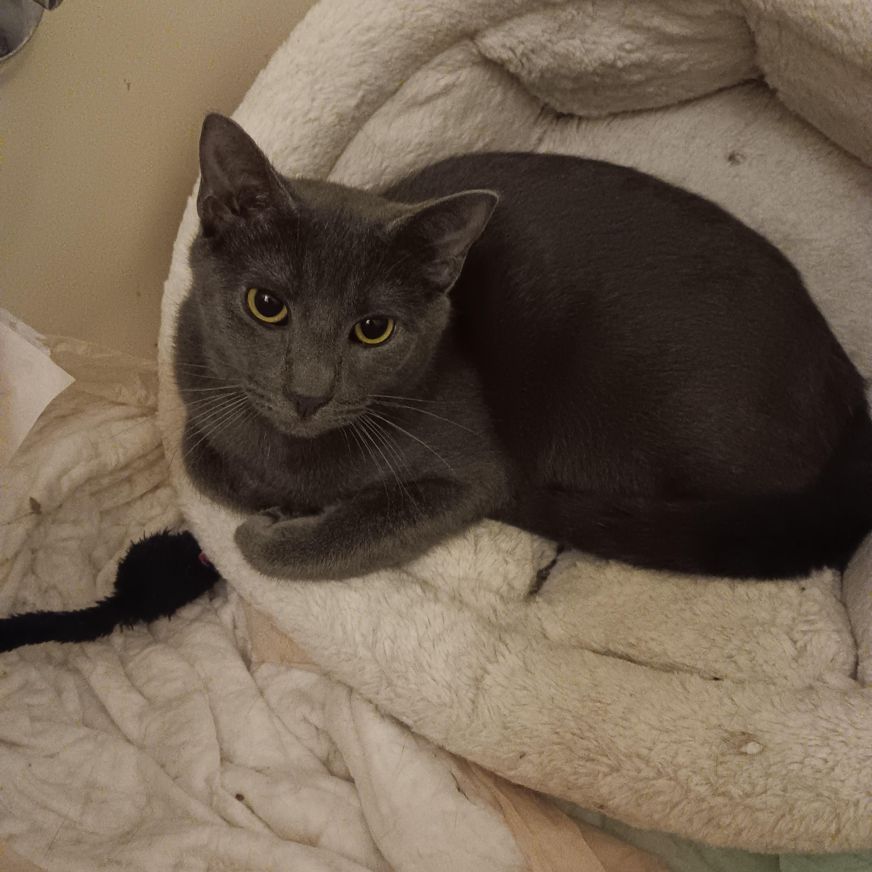 Bluey, ADOPTABLE, Kitten Male Domestic Short Hair.