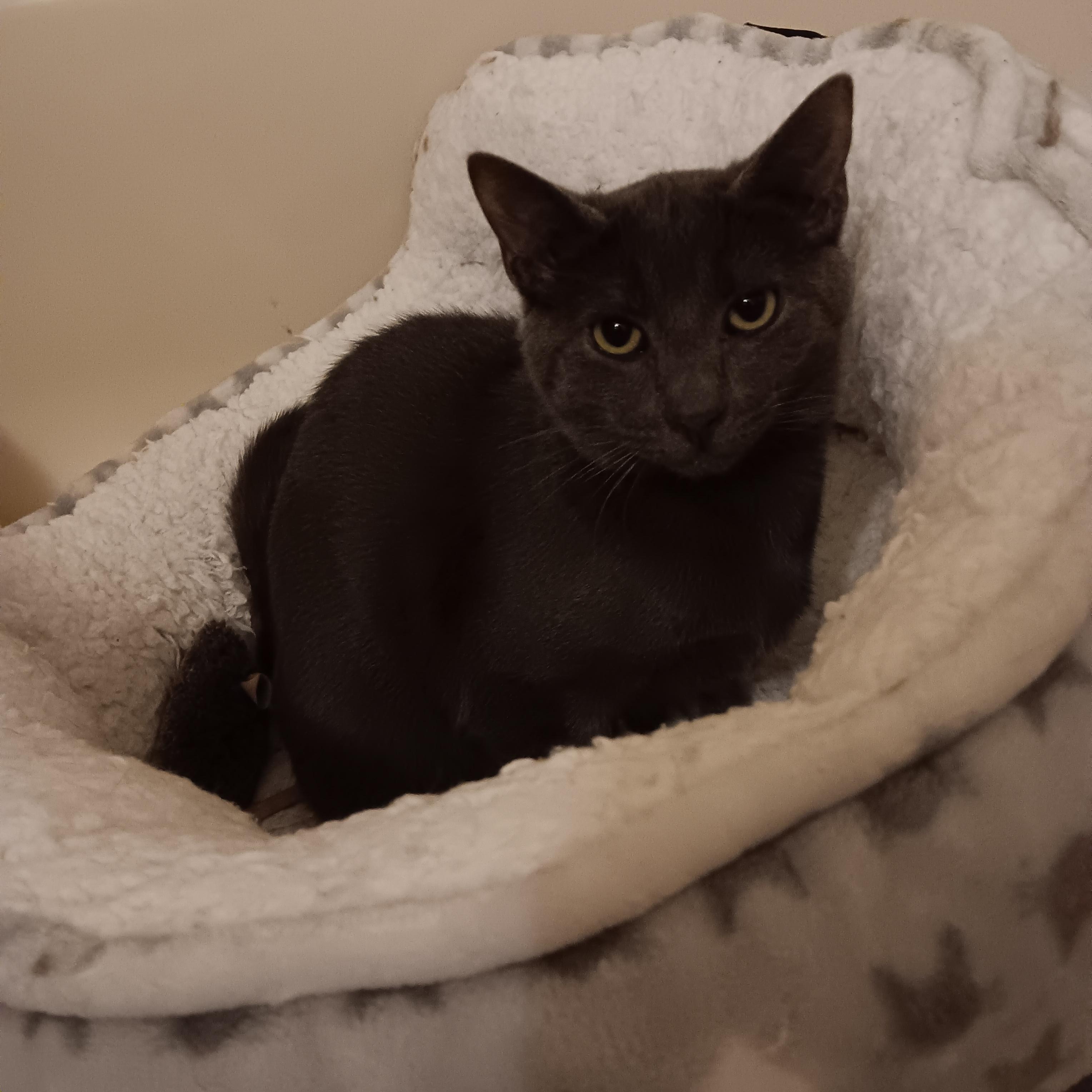 Enlarge Bluey, a ADOPTABLE Domestic Short Hair in Melrose, MA image 2/2