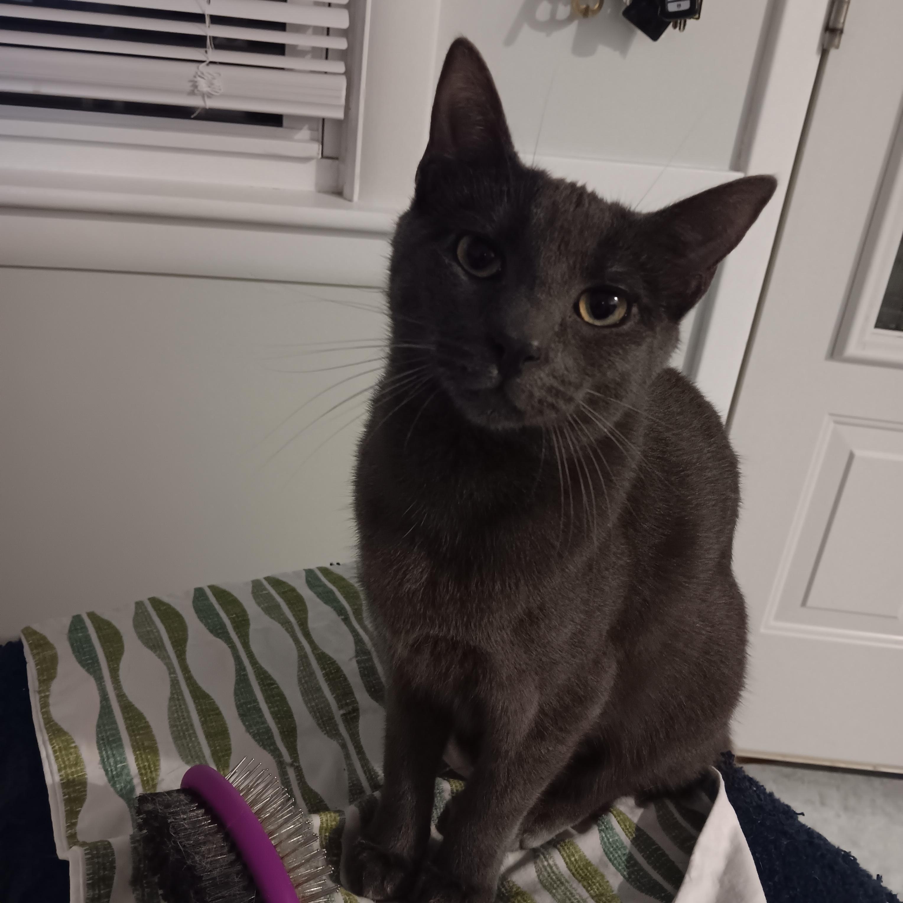 Bluey, a ADOPTABLE Domestic Short Hair in Melrose, MA image 1/4