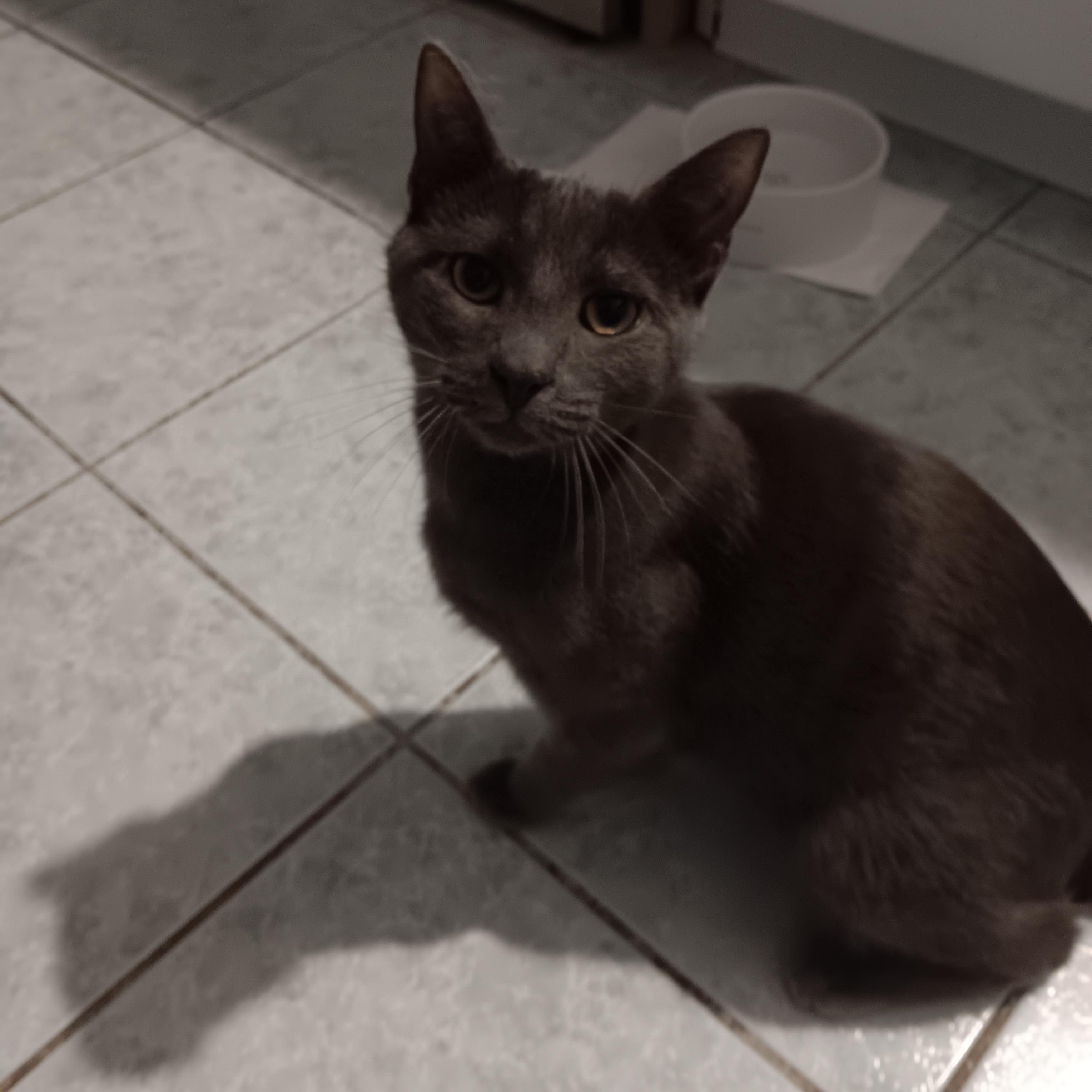 Bluey, a ADOPTABLE Domestic Short Hair in Melrose, MA image 3/4