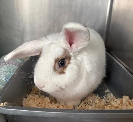 Enlarge Lucky Romeo, a Adoptable Mini Rex in Ogdensburg, NY image 1/1
