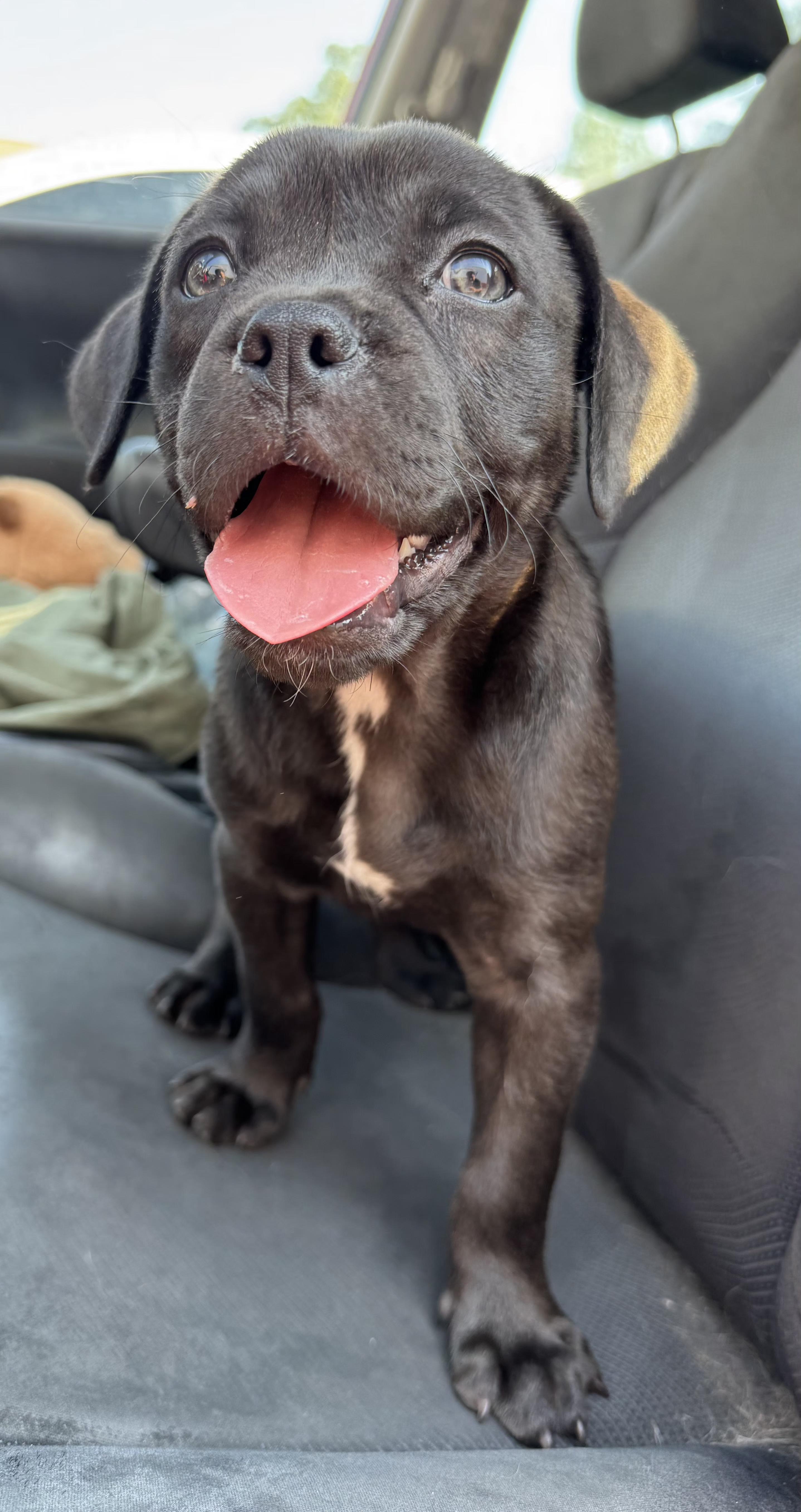 Demi, an adoptable American Bully, Goldendoodle in Flintstone, GA, 30725 | Photo Image 4