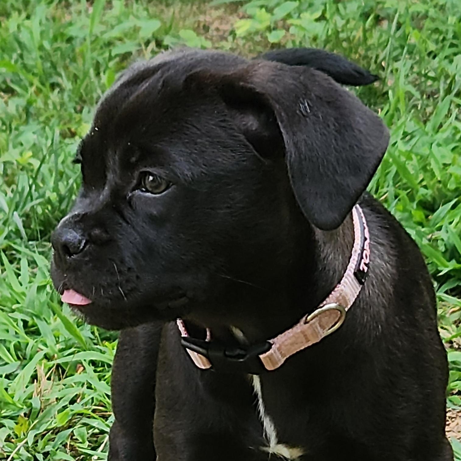 Demi, an adoptable American Bully, Goldendoodle in Flintstone, GA, 30725 | Photo Image 1