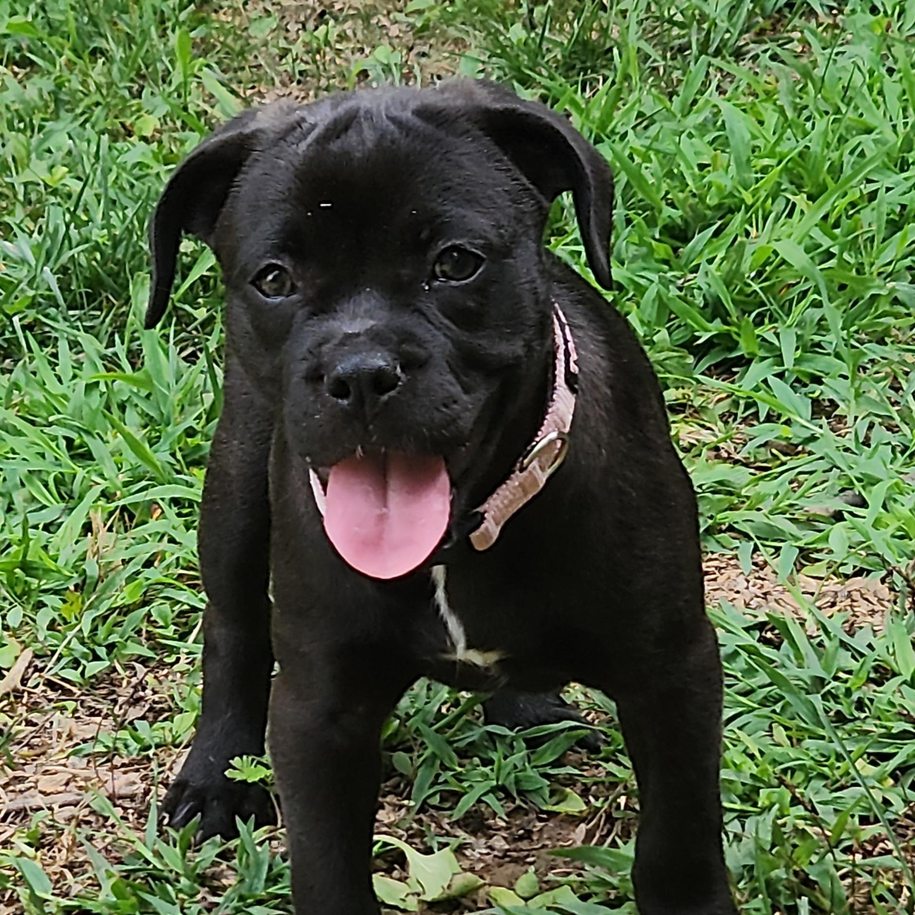 Demi, an adoptable American Bully, Goldendoodle in Flintstone, GA, 30725 | Photo Image 2