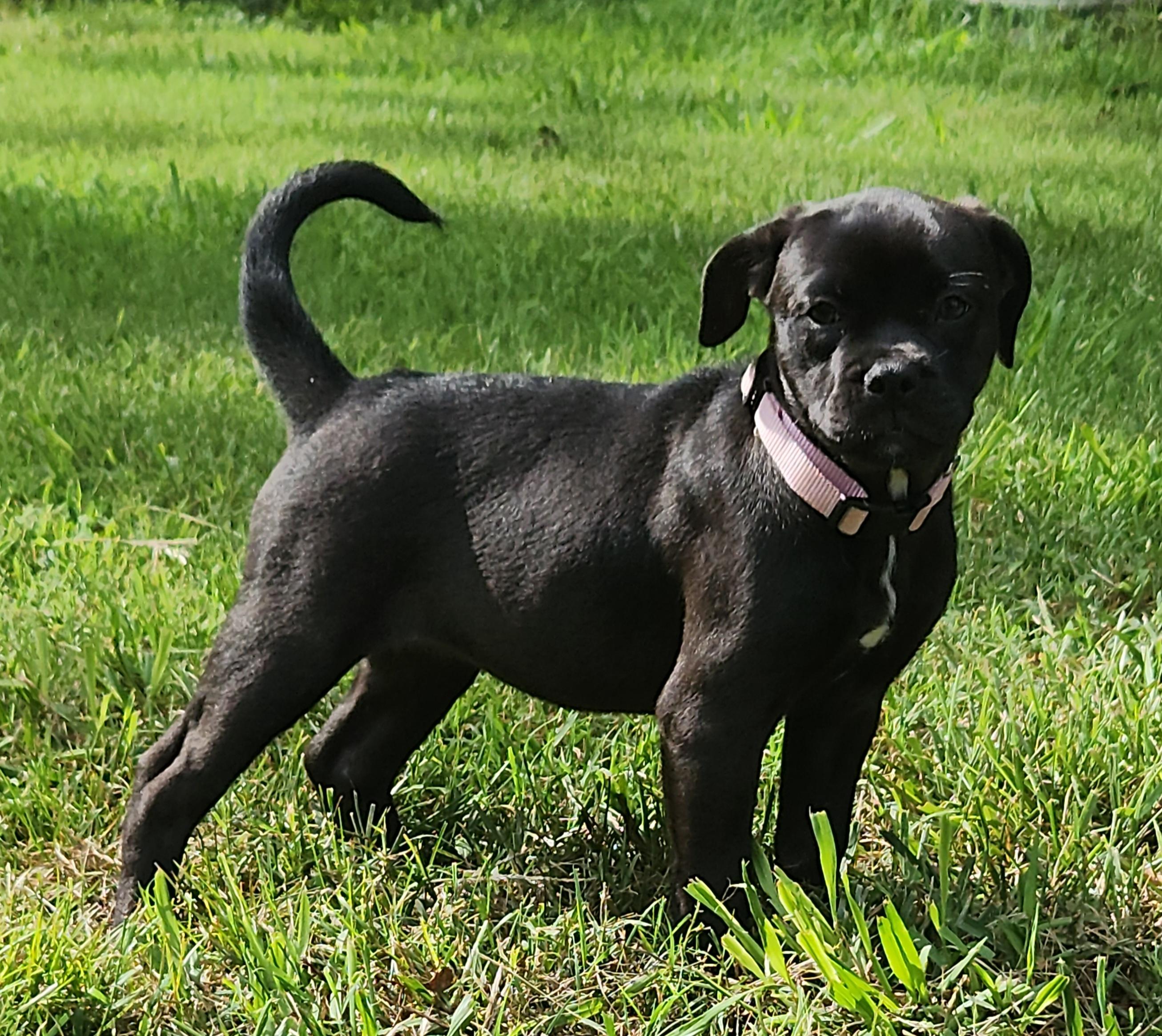 Demi, an adoptable American Bully, Goldendoodle in Flintstone, GA, 30725 | Photo Image 3
