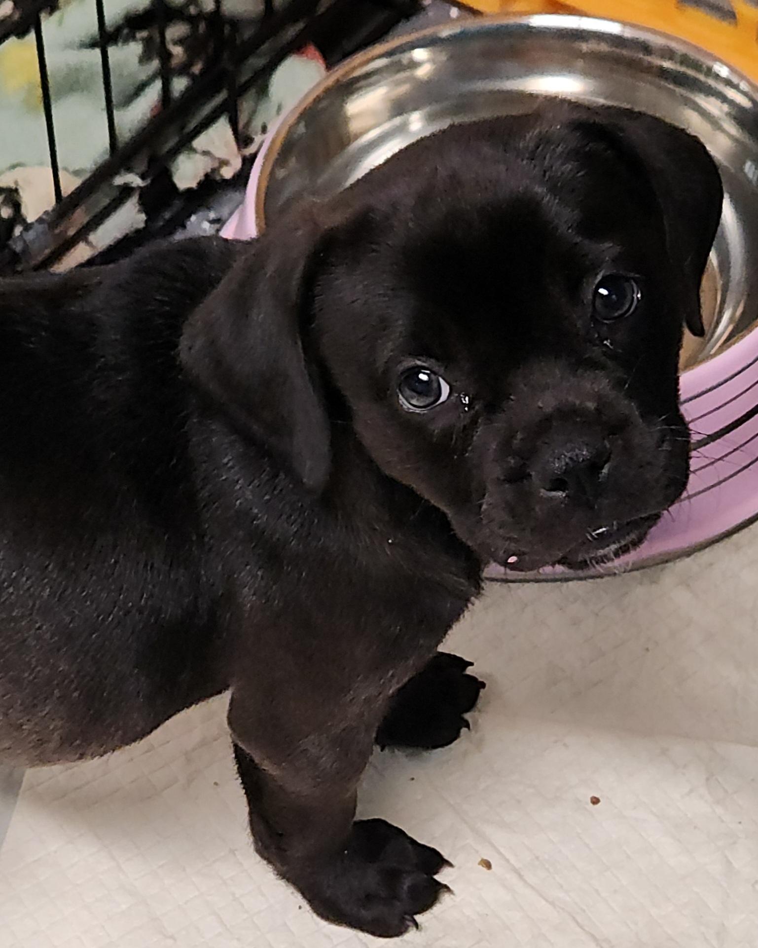 Demi, an adoptable American Bully, Goldendoodle in Flintstone, GA, 30725 | Photo Image 5