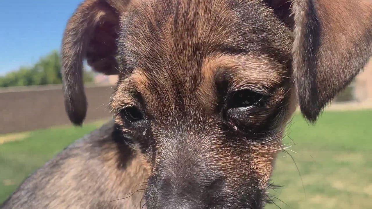 Enlarge Olive, a Adopted mixed breed in Coachella, CA video 5/9